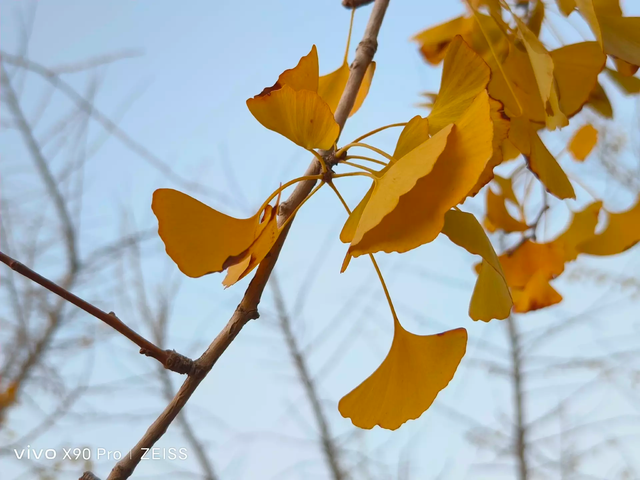 vivo X90 Pro�������飺�����2022���󱭡��콢�еı�ˣ�