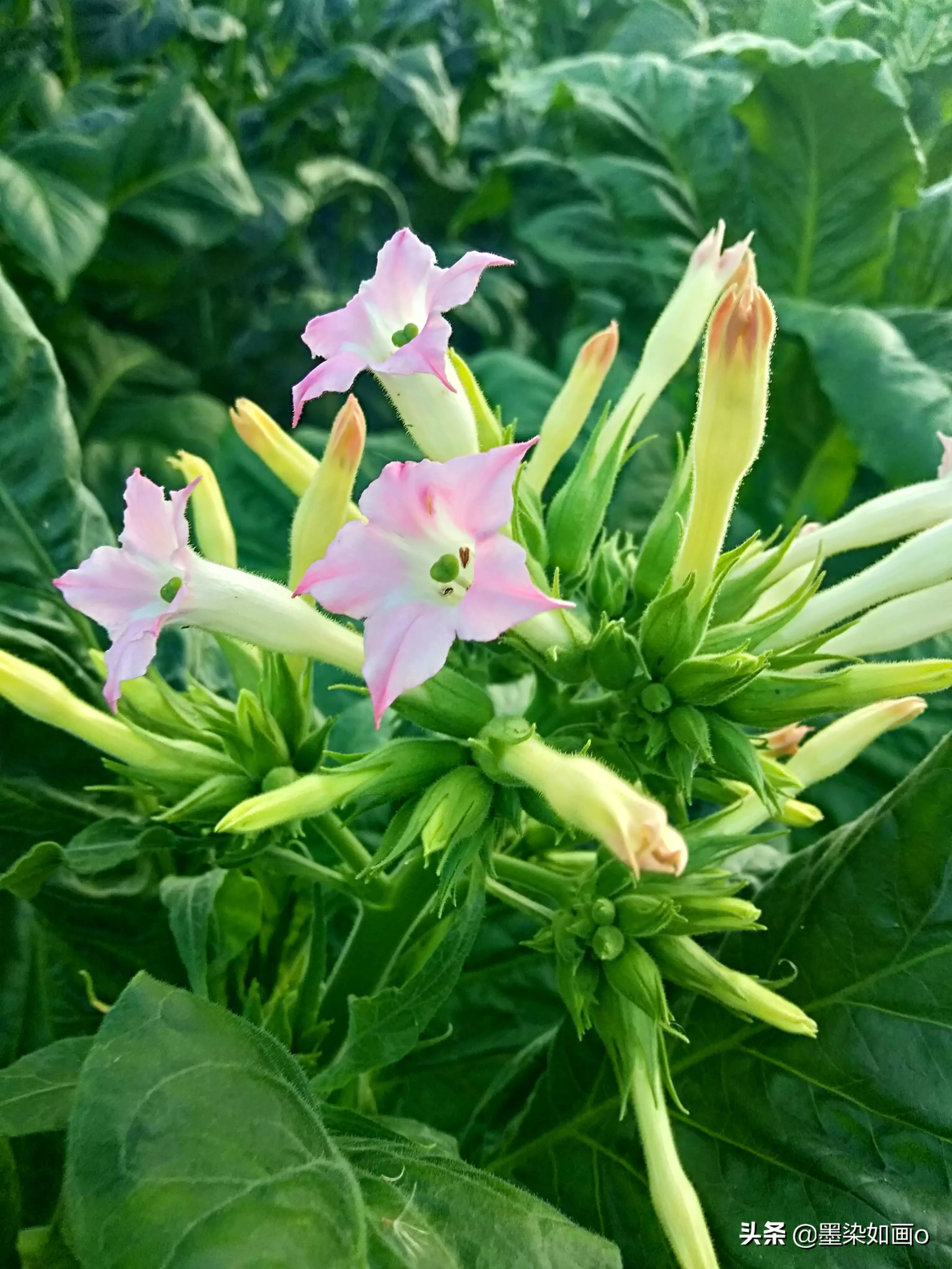 煙草花開出來的花竟然這麼好看 長這麼大還是第一次見 要不是鎮上的閑置土地租給煙草公司種植煙葉 可能這輩子都不知道 新鮮香