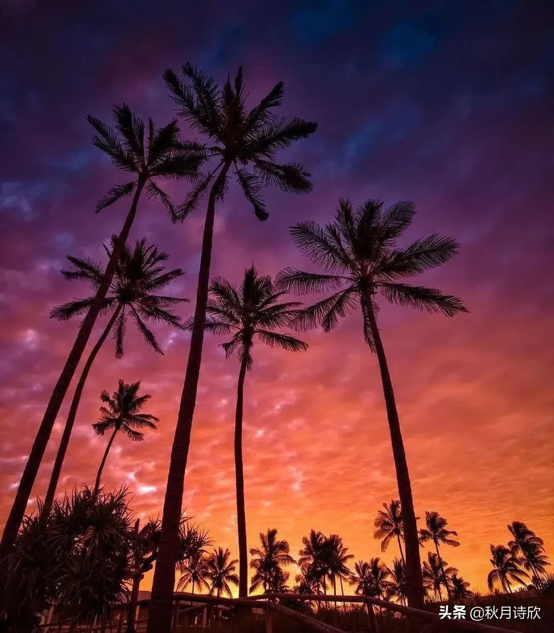 美麗的晚霞如詩如畫 晚霞宛如一條鮮豔的紅綢子挂在天邊 染紅了山 映紅了海 染紅了周邊的環境 讓人沉醉在這迷人的景色裡 天天看點