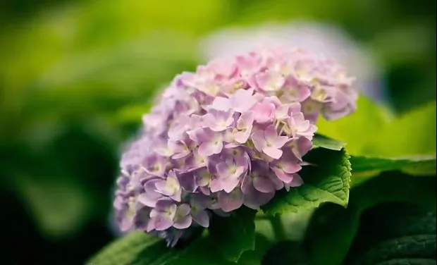 绣球花分享 又名八仙花 粉团花 紫阳花 各种花型丰满 令人悦目怡神 最近今年真的变成网红花卉 盆栽或者插花都非常引人注