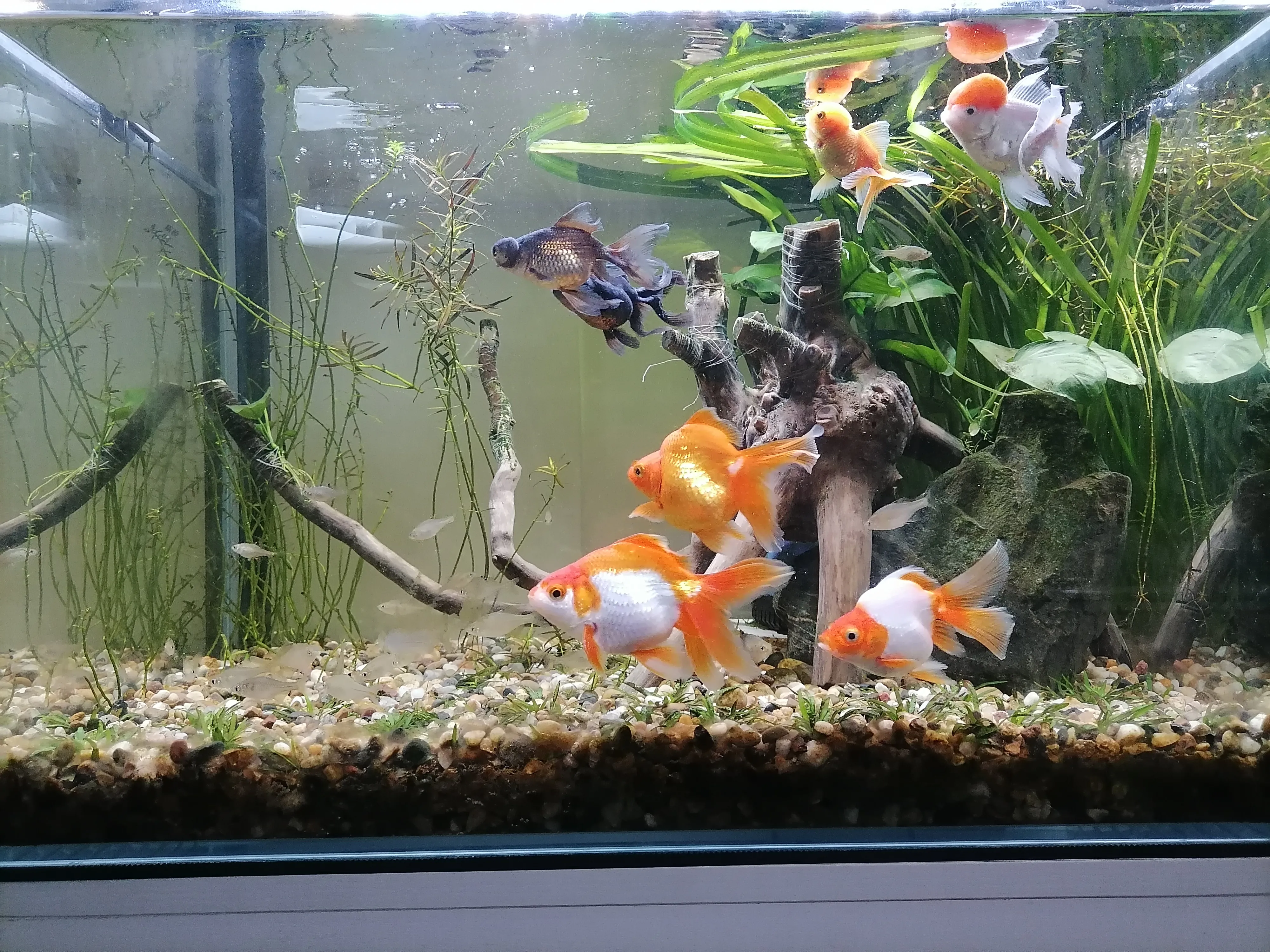 夏天草缸怎麼過 我的草缸經曆過39 高溫 目前還是30 以上 前期沒當回事 水草開始慢慢爛根溶葉 中間35 的時候才打開