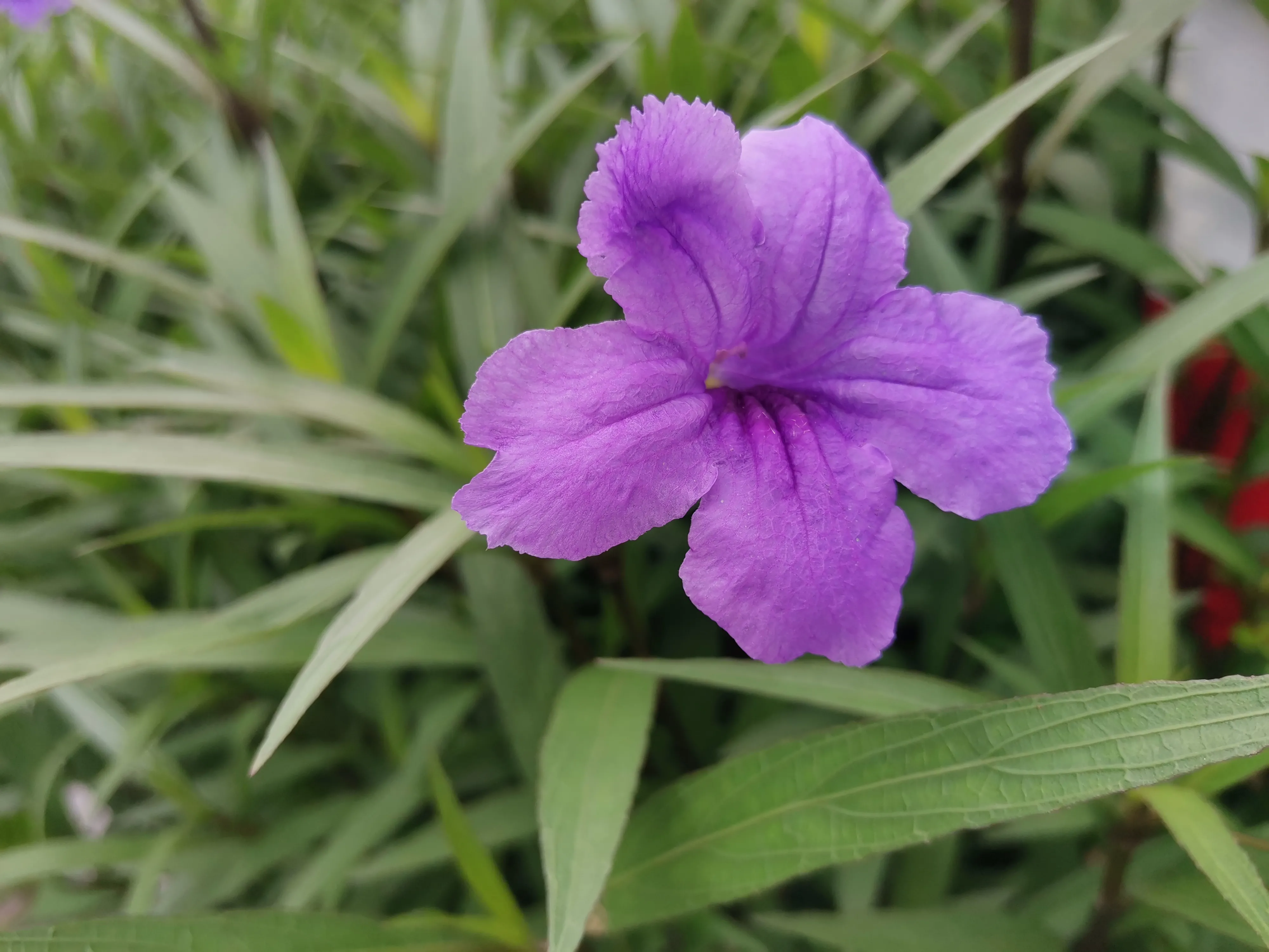 綠葉中嬌豔妩媚的紫色花朵 它有個好聽的名字藍花草 别名竹葉草 鴨跖草 馬蘭花 它代表着希望與理想 天天看點