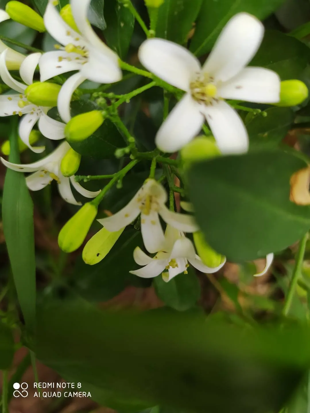 中国无忧花 非州茉莉花 金桔花 这三种花我最喜欢的是中国无忧花 很高大的树 叶子也大也好看 再就是金桔花 这几种花里金桔