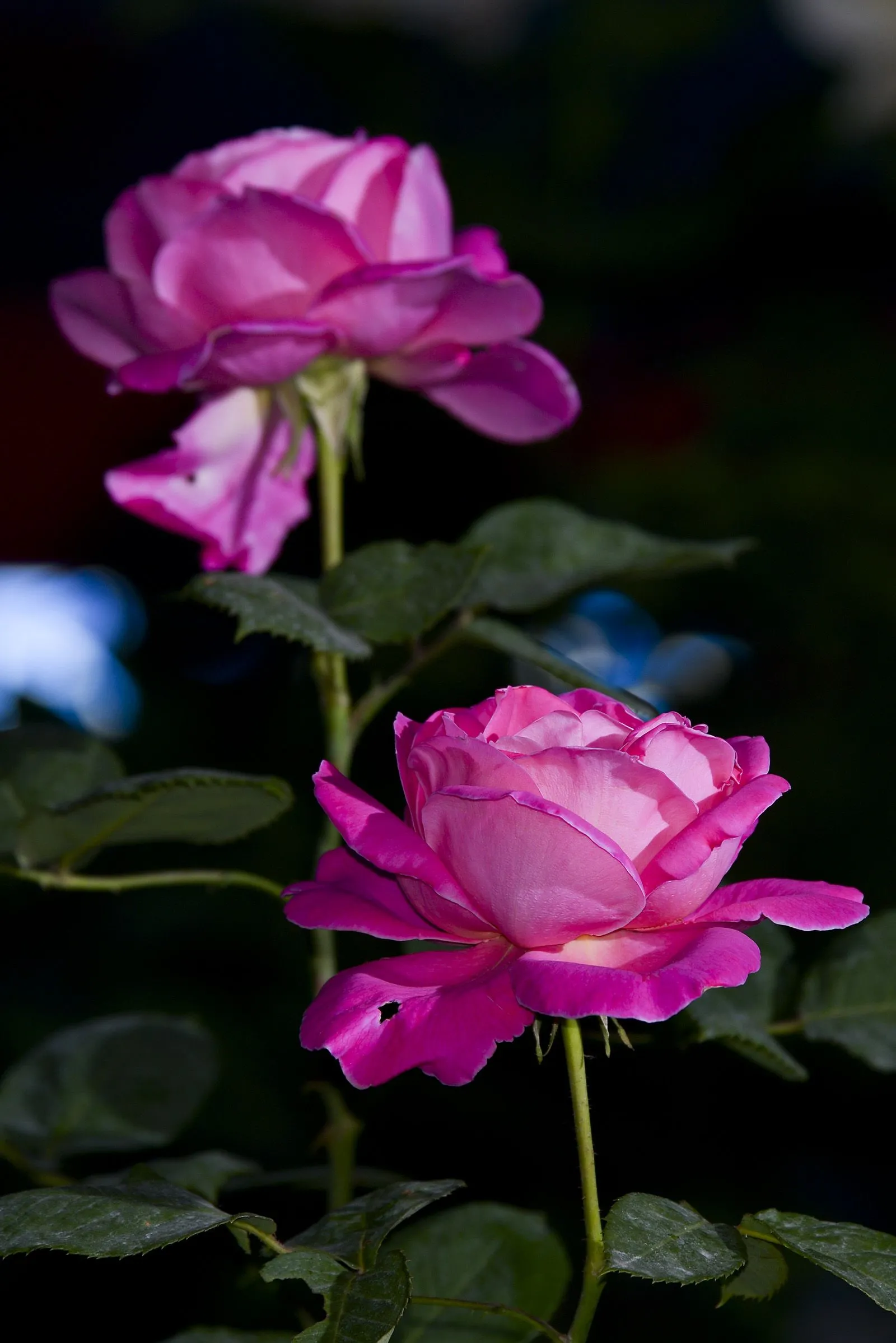 原創 月季為薔薇目 薔薇科 薔薇屬植物 是常綠 半常綠低矮灌木 月季的品種繁多 世界上已有近萬種 中國也有千種以上 月 天天看點