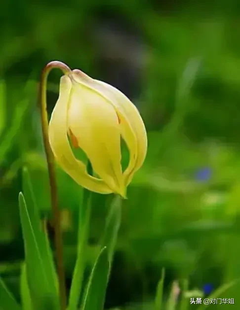 尖被百合 最美高山花卉 如古典华丽的提灯 形似灯笼染青黄娇媚剔透羞蕊藏倩姿仙韵高山秀芳卉之冠凝暗香尖被百合的花语 百年 天天看点