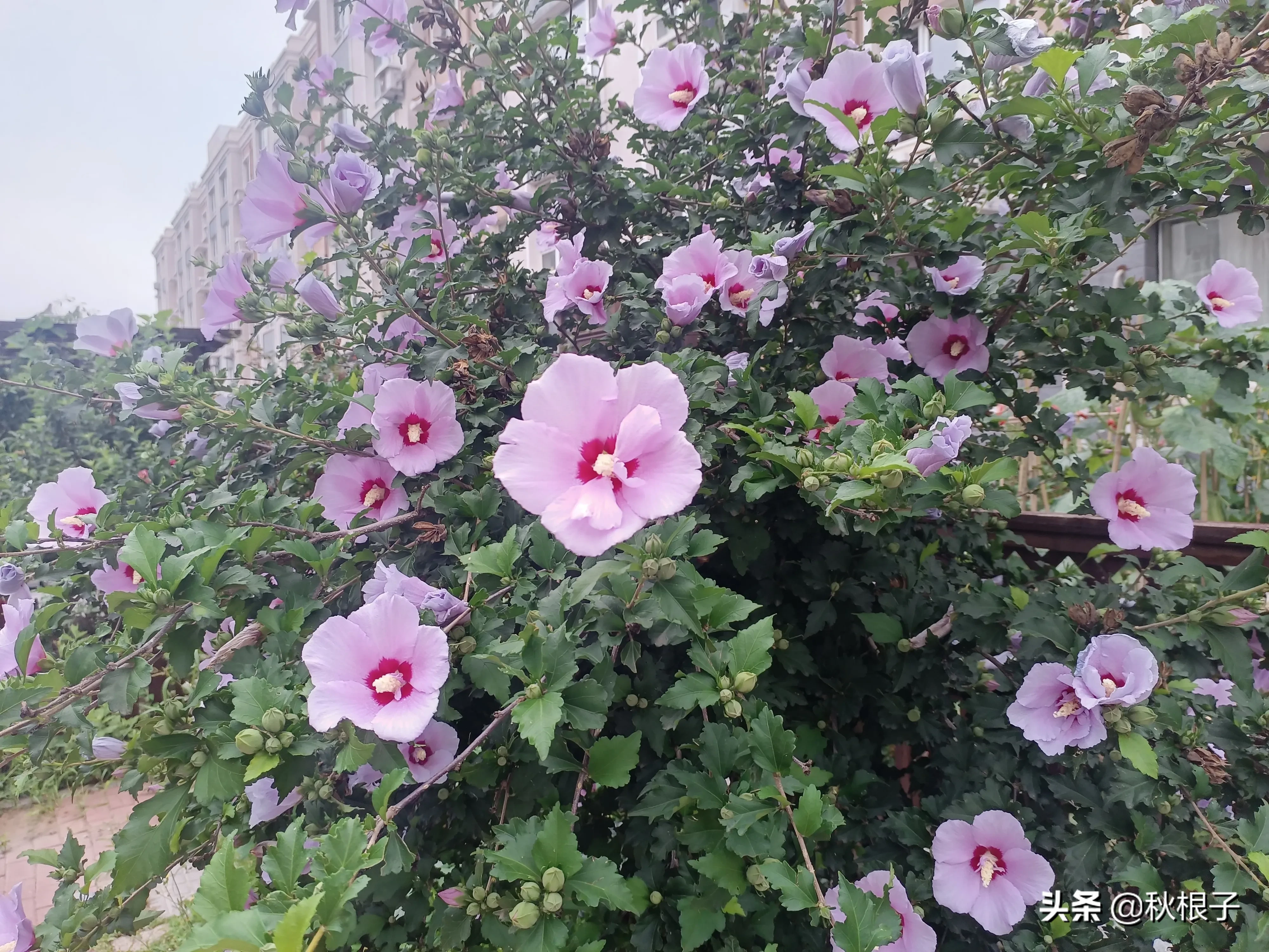 七绝木槿花木槿花开逢大暑 友人门第满庭芳 邻邦国色朝天子 华夏生为一品香 注 木槿中药名朝天子 为韩国 印尼等国国花 天天看点