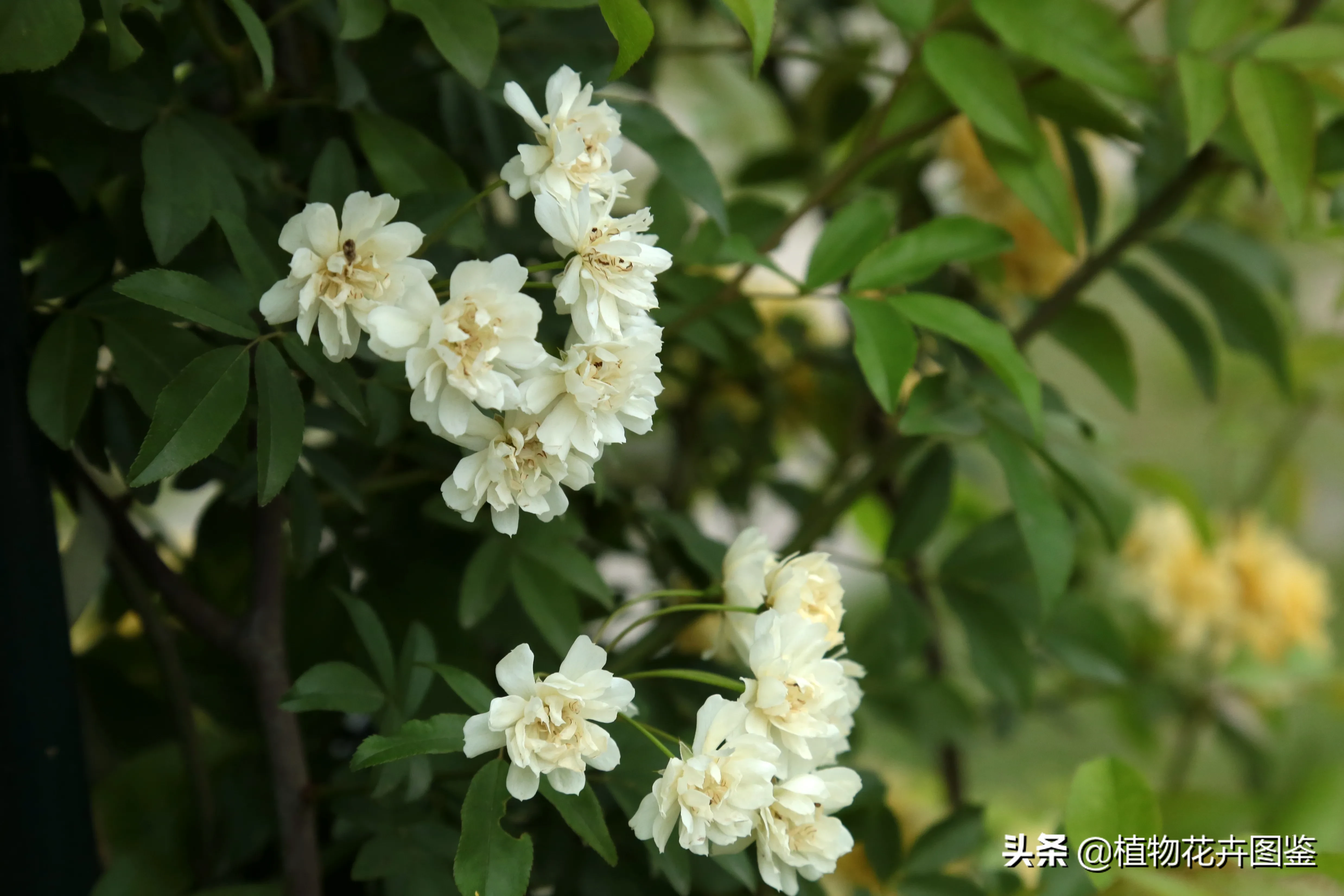 木香花 蔷薇科 蔷薇属 学名 Rosa Banksiae Ait 别名 木香 七里香 拍于4月 植物世界 木香 天天看点