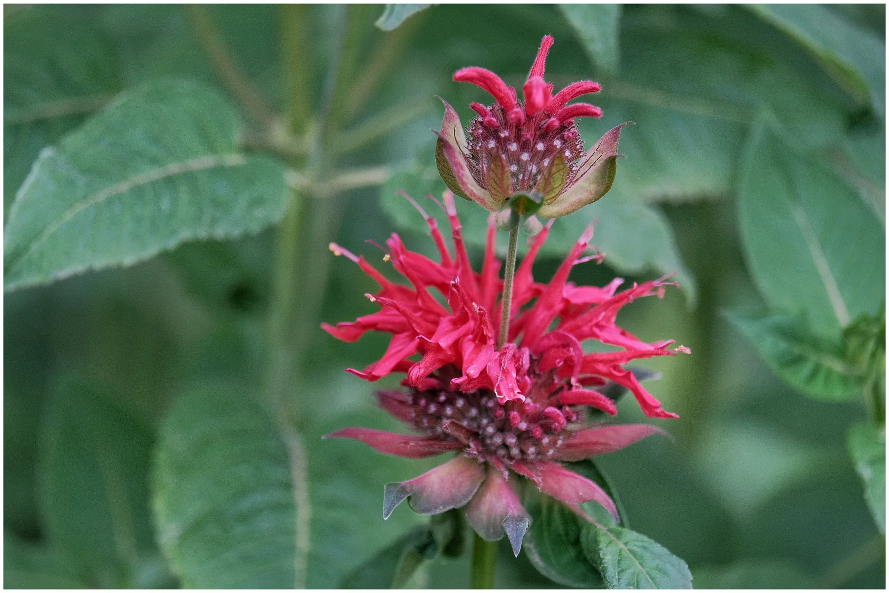国家植物园里神奇的花 美国薄荷 也叫马薄荷 多年生草本植物 原产美洲 被子植物门 双子叶植物纲 中国各地园圃有栽培 可用 天天看点