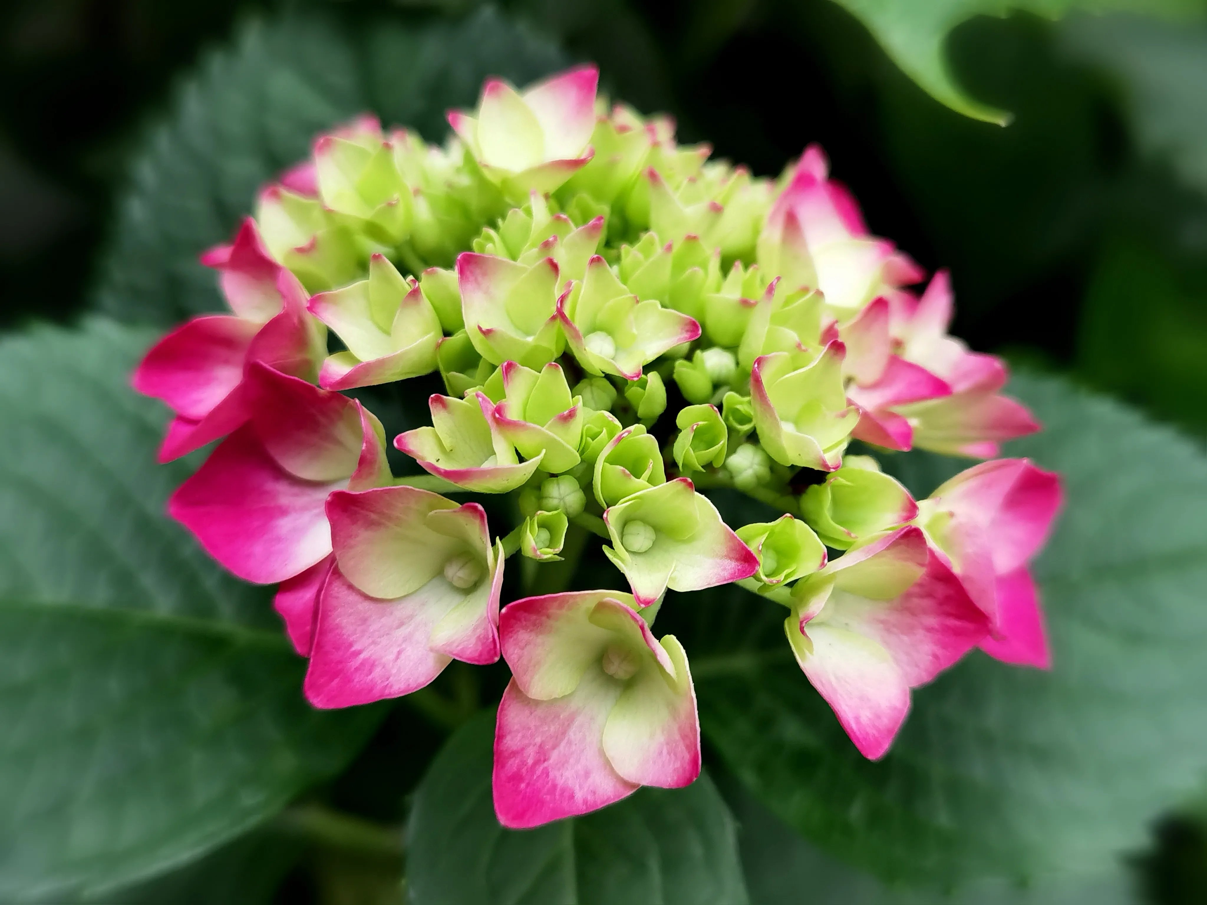 打油诗 赞绣球花多彩艳丽绽初夏 满院盛开绣球花 灿烂温馨情浪漫 幸福团聚醉人家 注 绣球花 又名八仙花 紫阳花 草绣球 天天看点