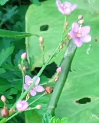 小小的假人参花不仅好看 药用还是挺大的 就浅过一下夏天吧 赏花为何让人感到愉悦 天天看点