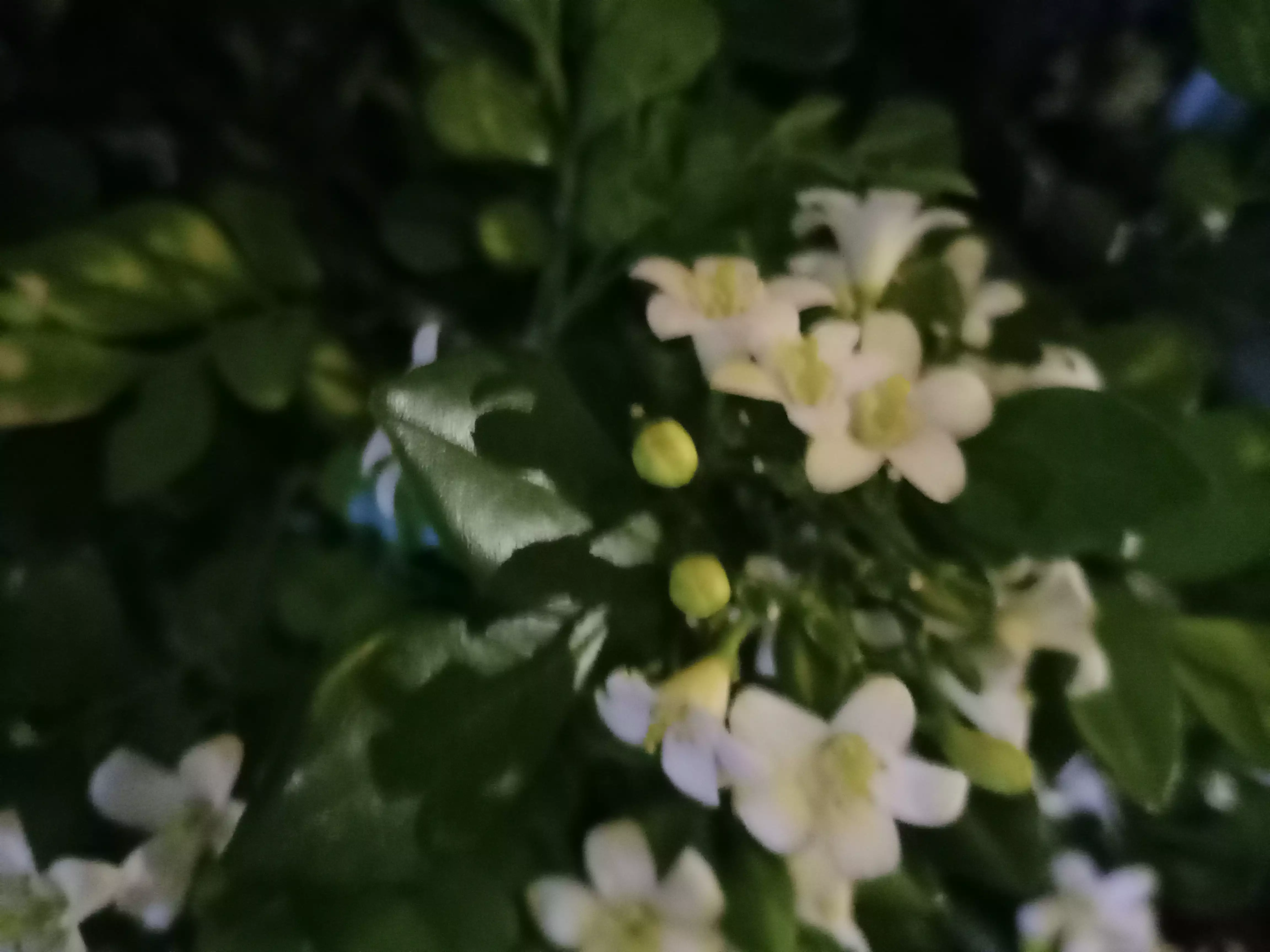 夜来香 花小雪白不显眼 袅娜娉婷朴恬静 若非风吹暗香来 哪能发现夜来香 天天看点