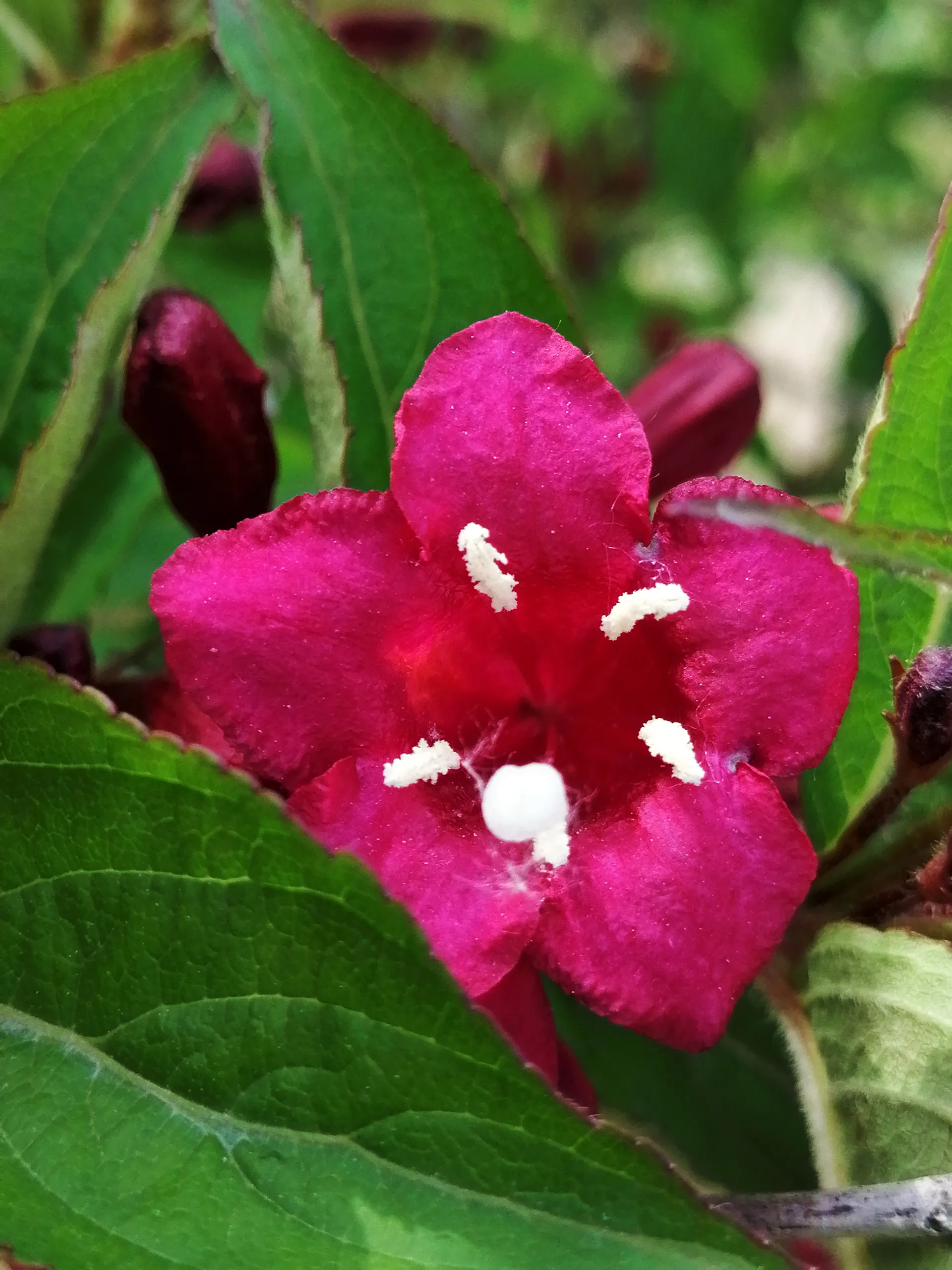 初夏時節 紅王子錦帶花開得正豔 天天看點