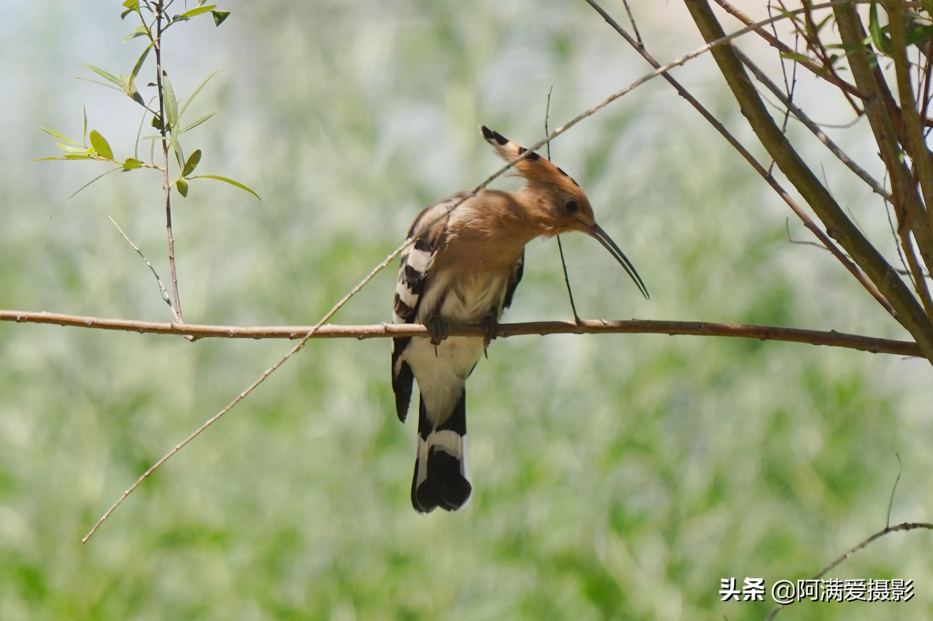 觀鳥 戴勝 頭頂花冠似折扇 嘴細長且向下彎曲 常被誤認為是啄木鳥 攝影頭條 中國攝影圈 天天看點