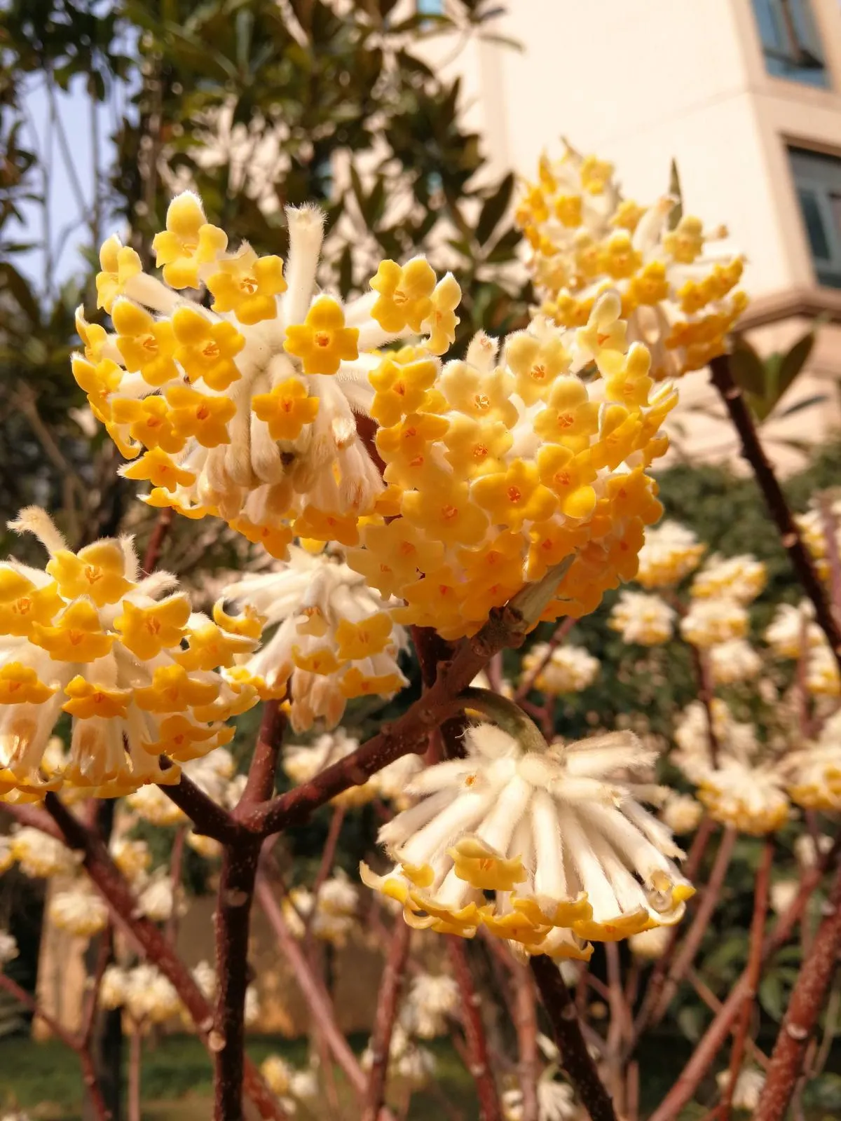 每日花语结香花的花语1 喜结连枝结香花的花语是喜结连枝 在我国结香花树又被称为爱情树 很多人相信在结香花树枝上打两个同向