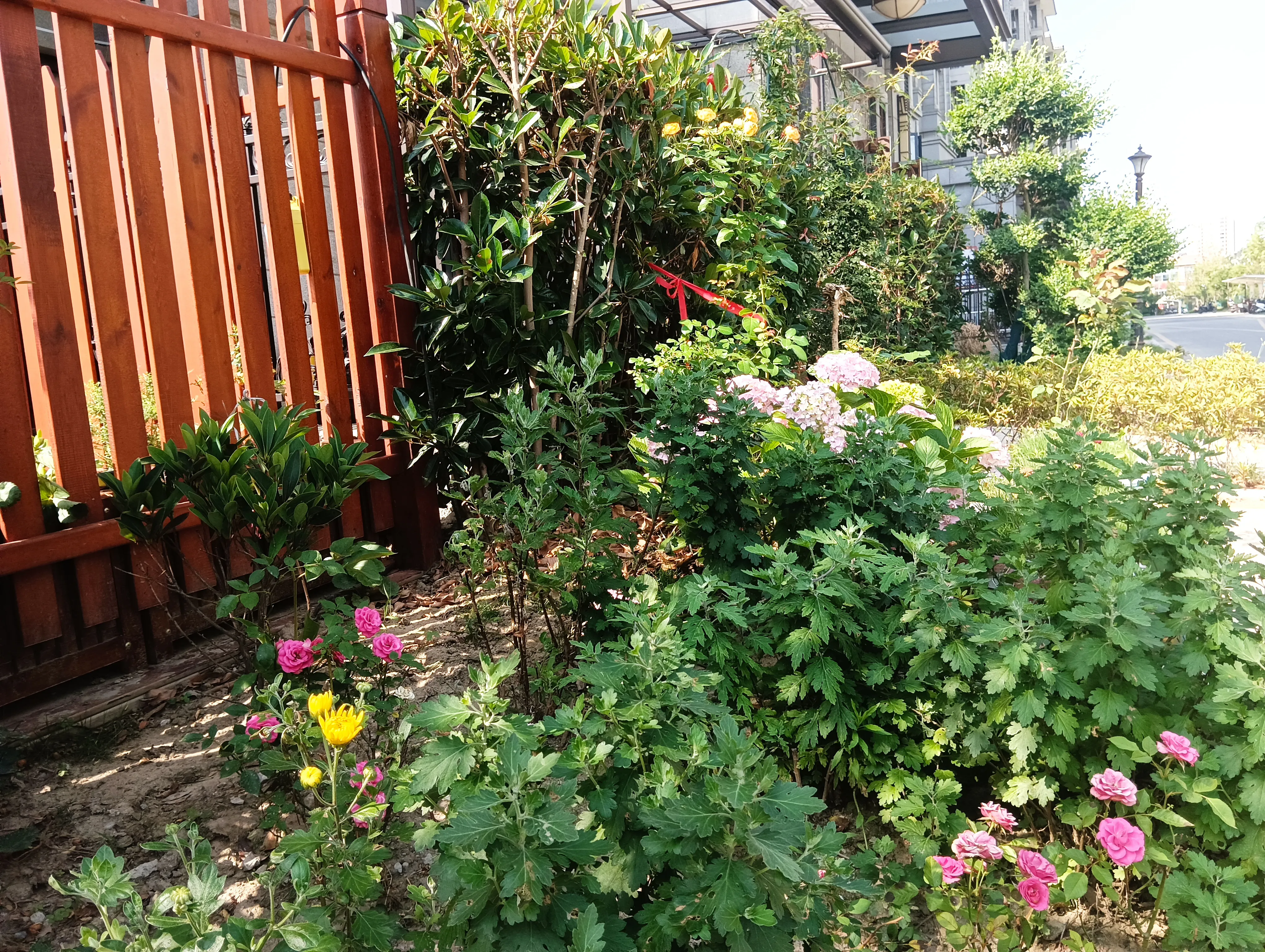 小区里的绣球花 烟花 科普一下 绣球花 晚春 夏日开花 像绣球 有多种颜色 又名木绣球 八仙花 紫阳花 绣球荚蒾 花型