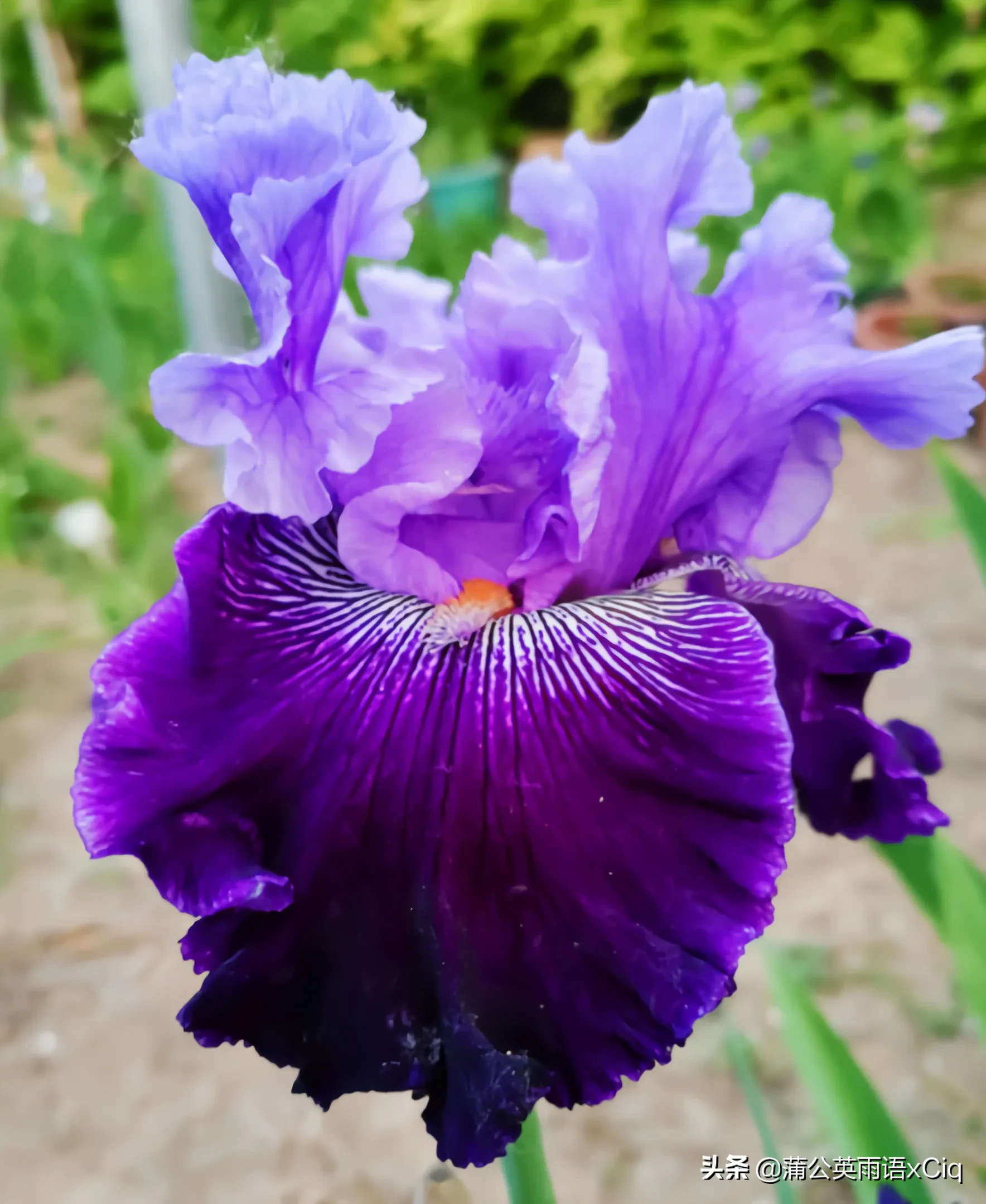 Iris flowers, feminine posture and dynamic beauty. Iris has a very ...