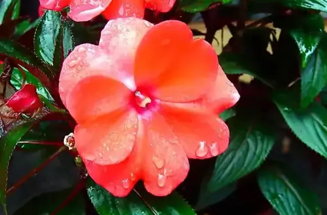 新幾内亞鳳仙花又名五彩鳳仙 四季鳳仙 進口鳳仙原産于非洲熱帶山地色彩豔麗美不勝收 天天看點