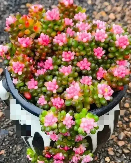 这组多肉植物真漂亮 晶莹剔透 娇俏迷人 像一个一个水晶球 太美了 天天看点