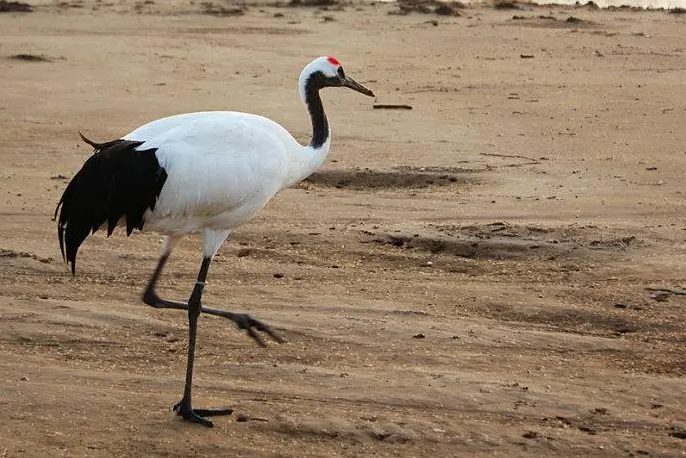 灵堂飞来仙鹤是殡葬服务官方回应这种情况是比较少见的