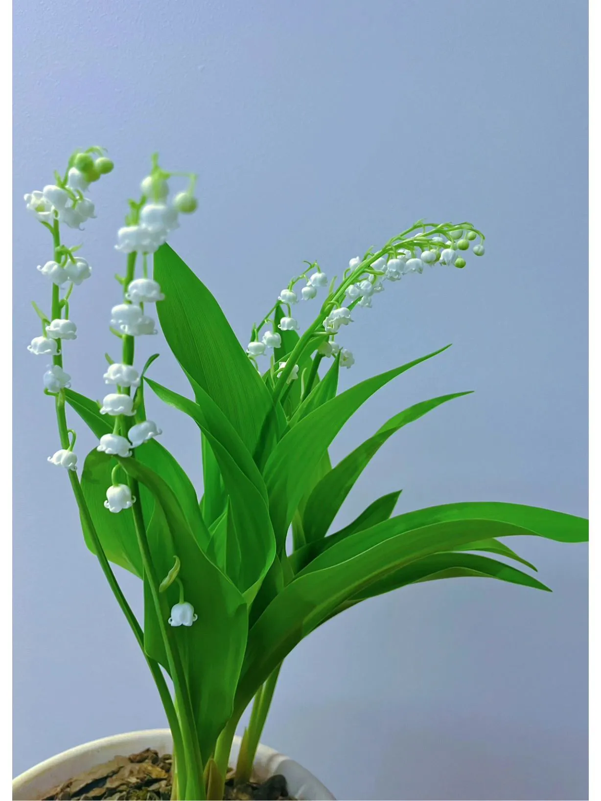 人人能科普 處處有新知 鈴蘭生幽谷 寶潔勝美玉 五月鈴蘭開 香味幽幽來 鈴蘭是山谷之花 是山谷精靈 它吸天地萬物之靈氣