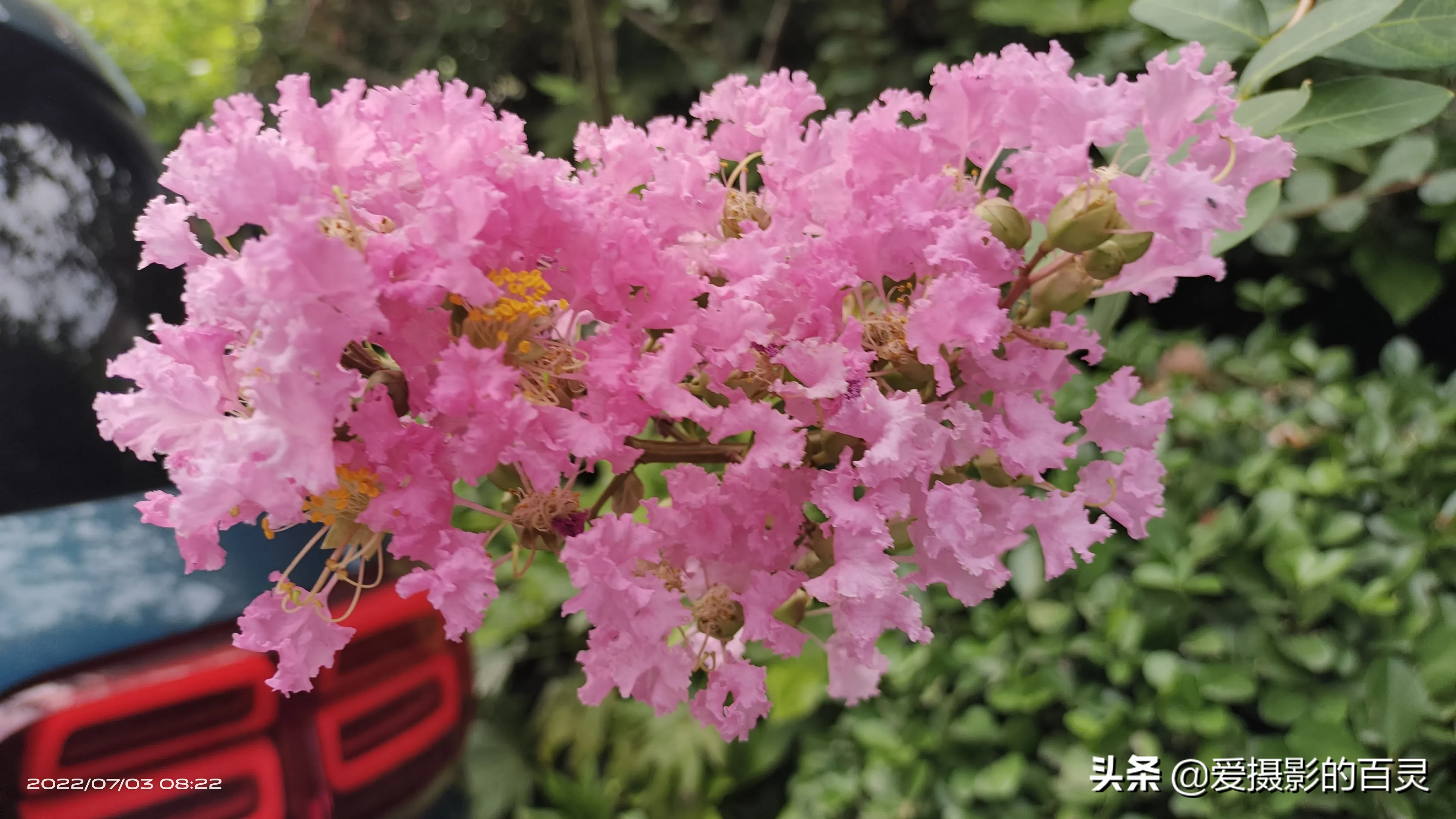 夏日賞花時刻 世人常說 人無百日好 花無千日紅 是說歲月無情 美好的東西都不會太長久 但是千日紅的花期卻很長 從春夏陸