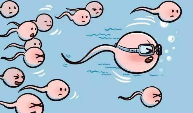 当你的精子也开始"内卷",它们竟毒害同类来获得优先权!