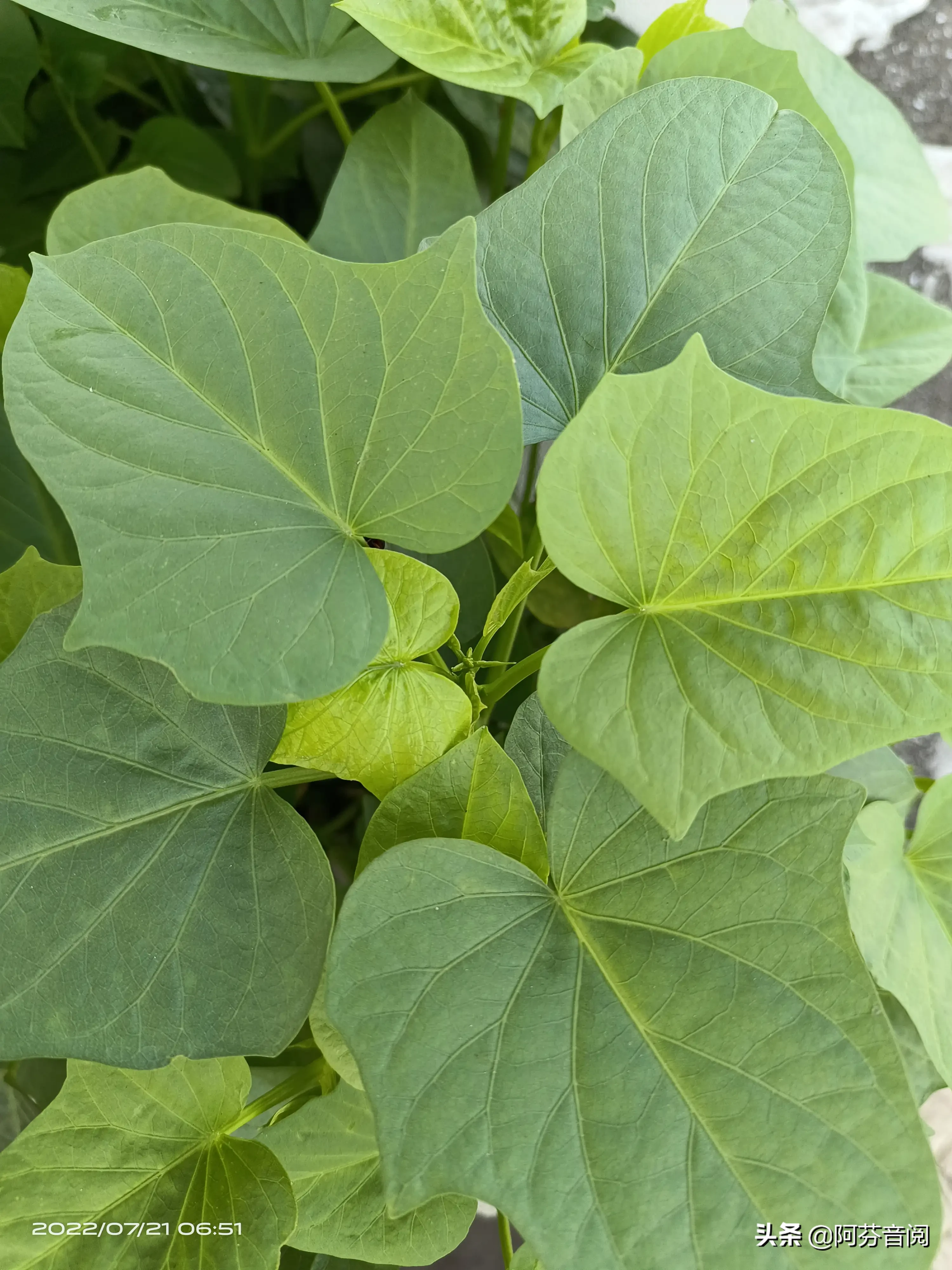 曬曬我家盆栽蕃薯葉 體面吧 撒花 握手 專吃葉子的 科普了一下 最具營養之一 頭條号 今日頭條 天天看點