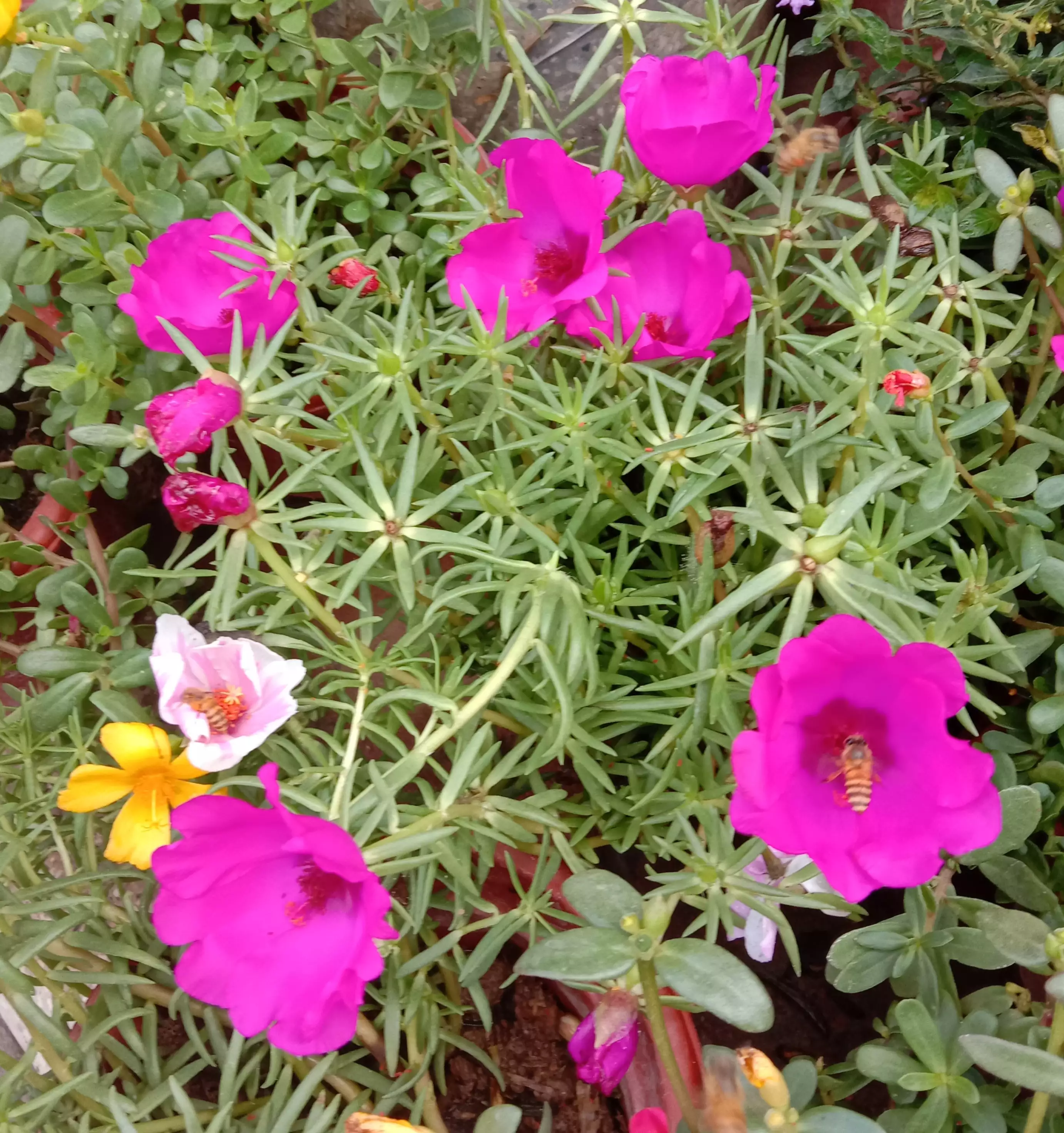 翻开我的生活日记 夏日花花大合集 夏日赏花时刻 我不爱宠物 爱绿植花卉 我不爱热闹 爱清静孤独 我不爱肉食 爰蔬菜