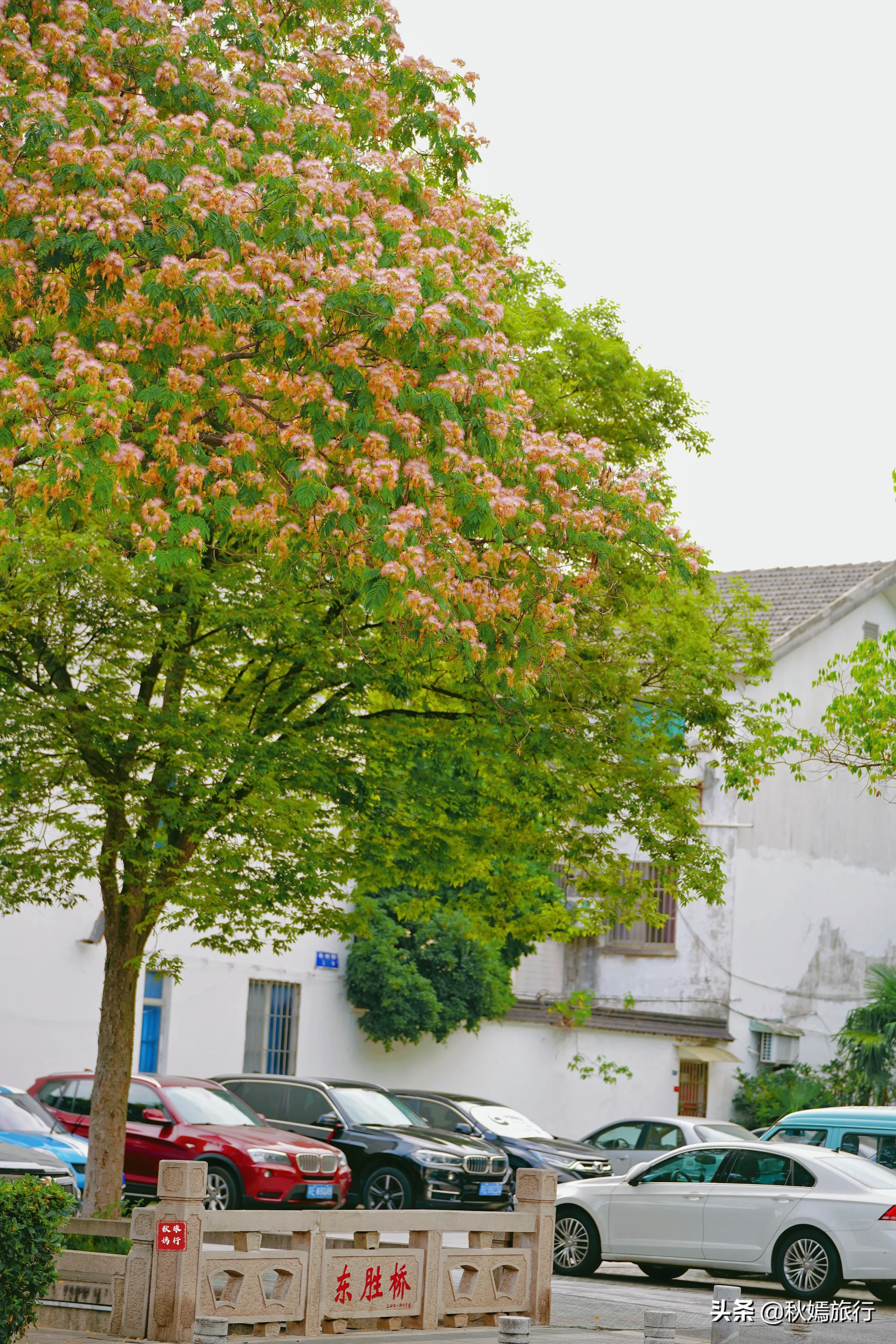 你見過合歡花嗎 虞城街頭有好多合歡花樹 把古城妝扮得格外靓麗 走在虞城街頭 看到幾棵高大的合歡花樹 滿樹開滿粉色花朵