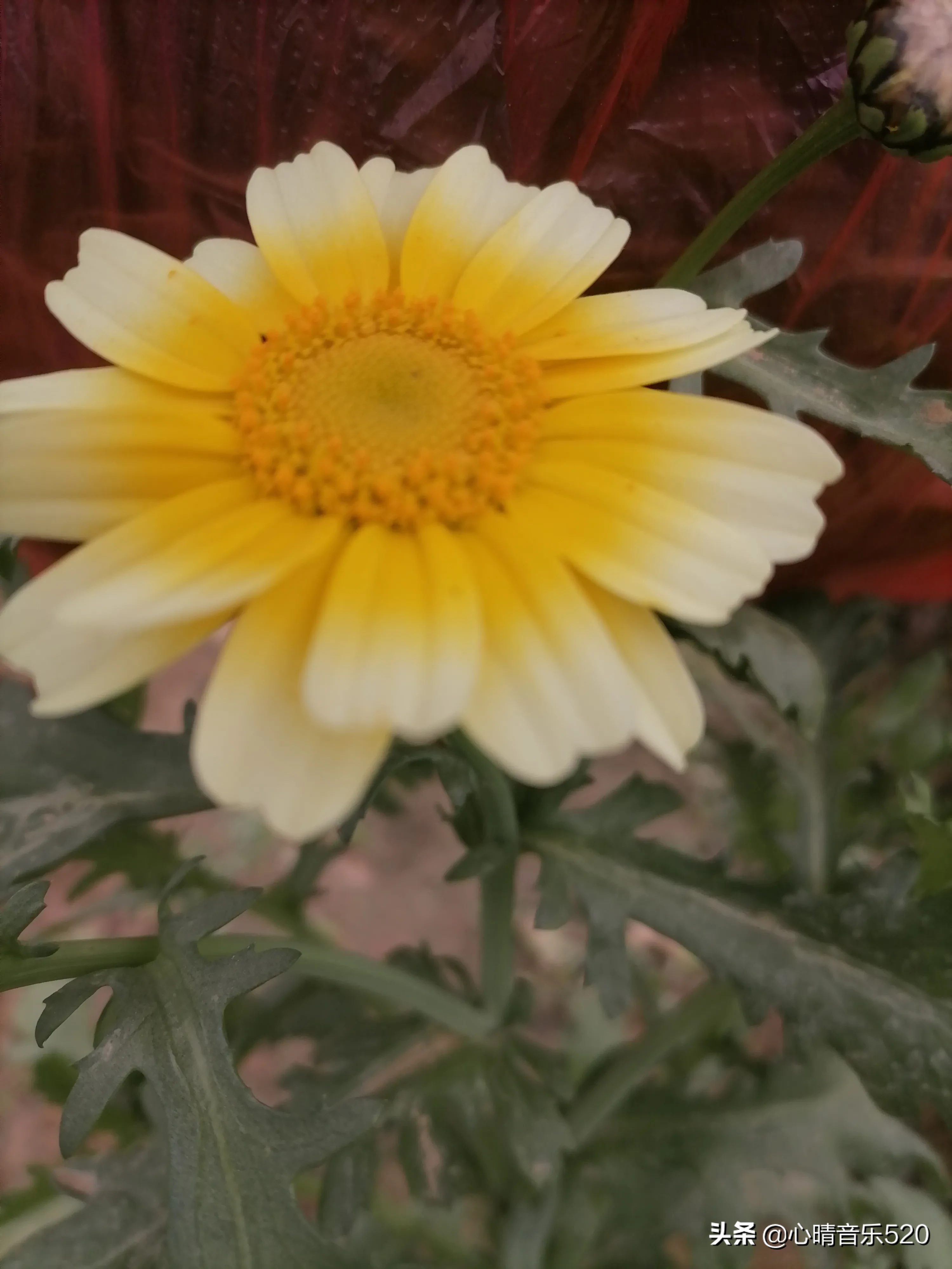 纯绿色有机菜 春暖花开的季节 捕捉小菜园美好的瞬间 筒蒿花 油菜花 鬼针草花 紫莴笋 碗豆花 小白菜 大介菜花 这两天