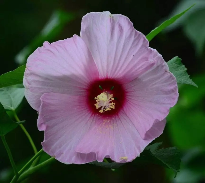 大花芙蓉葵芙蓉是锦葵科木槿属 又名草芙蓉 大花秋葵 原产于北美 落叶灌木状 叶大 广卵形 叶柄 叶背密生灰色星状毛 花朵 天天看点