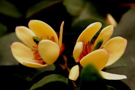 一日一花一诗一一一含笑花 秀美的含笑花 模样不差 爱笑人儿 香幽若兰 满面春风惹人爱 666 666 66 天天看点