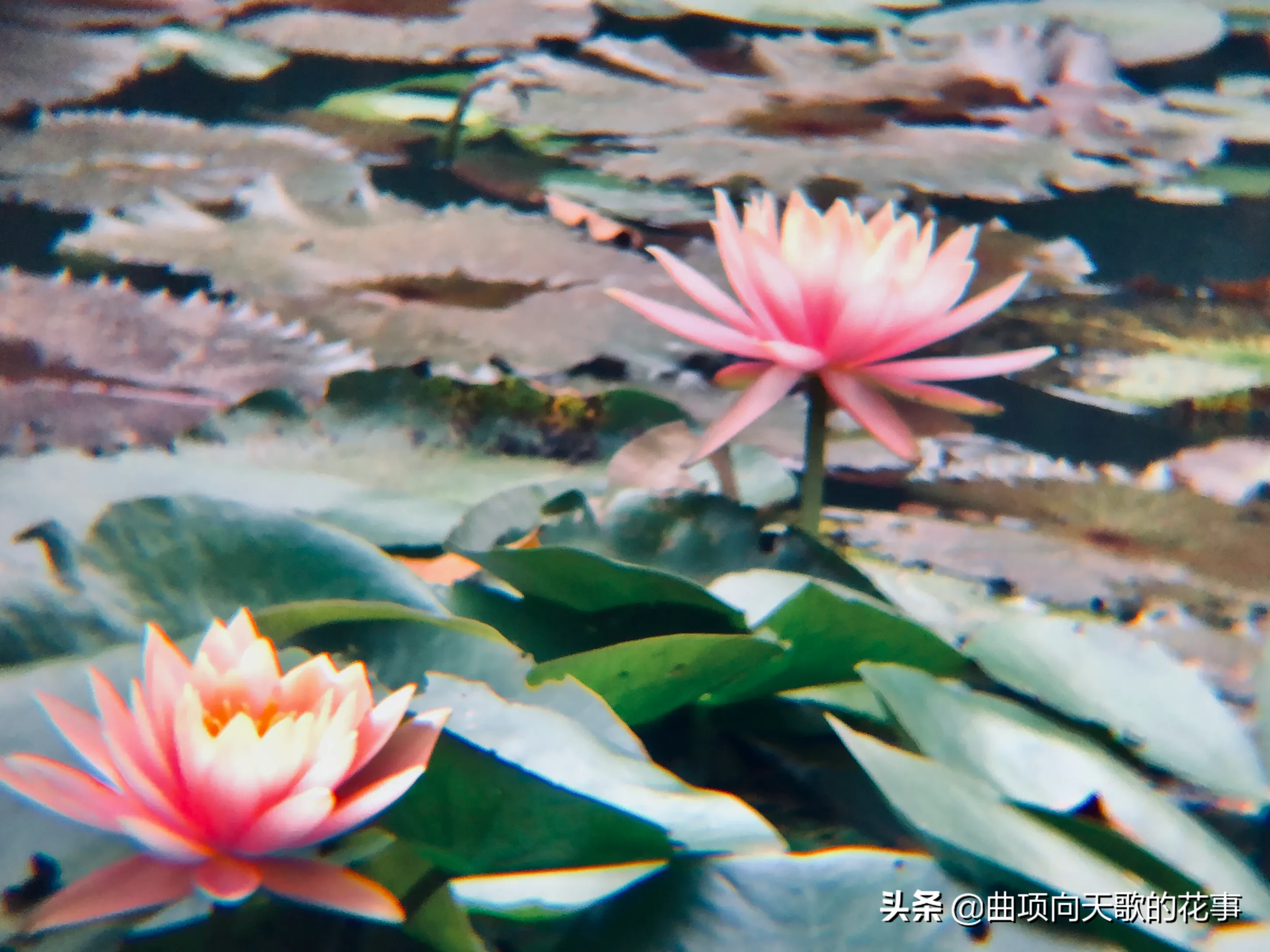 曲项向天歌的花事 22每日一花 第193朵 睡莲 别称 水浮莲 子午莲翠叶圆圆浮水面 缤纷睡莲出叶间 水中女神花