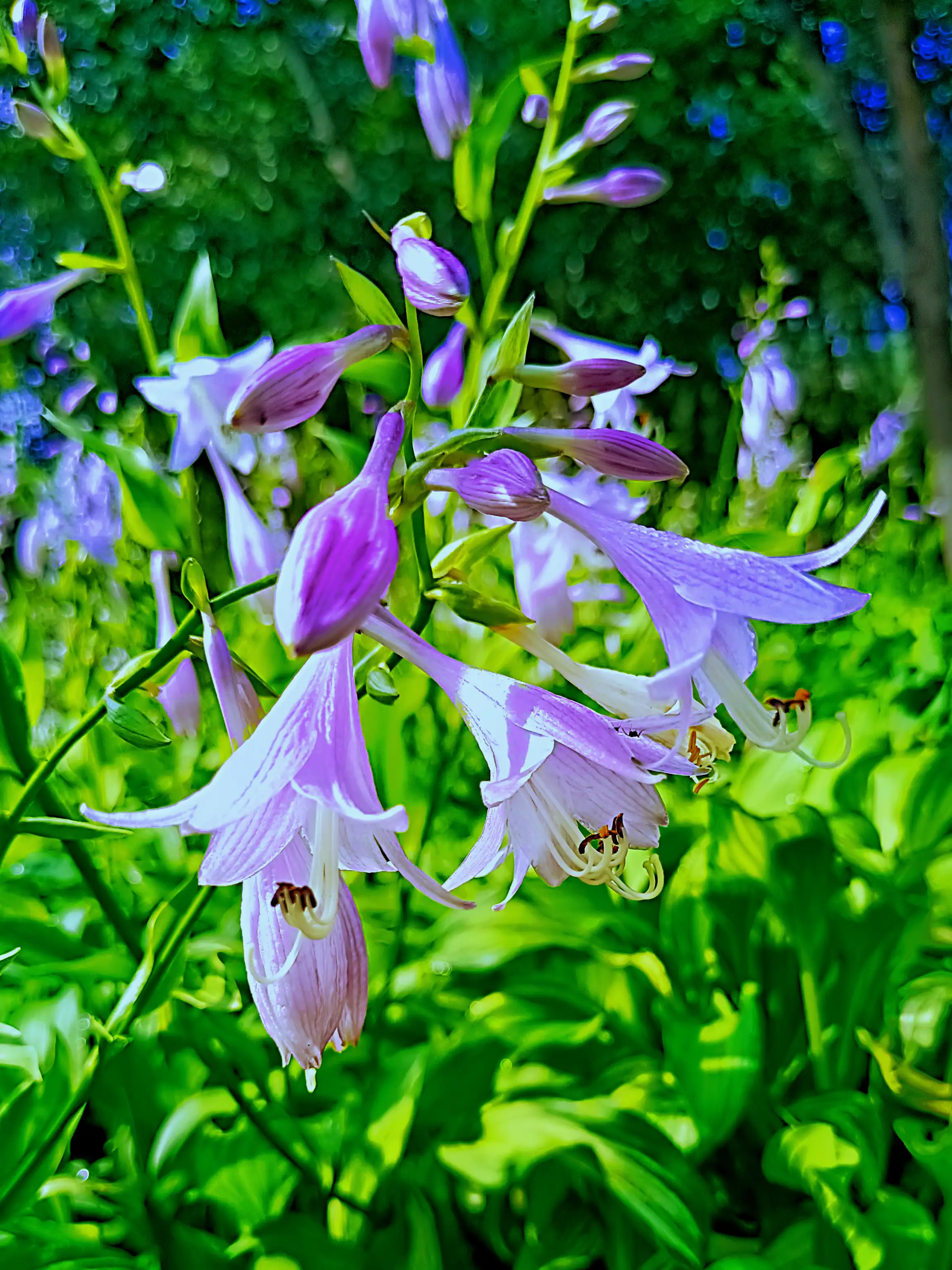 夏日賞花時刻 一花一世界 夏天的味道 治愈系風景 就淺過一個夏天吧 手機随拍 原創 花 紫萼 又名紫玉簪 天天看點