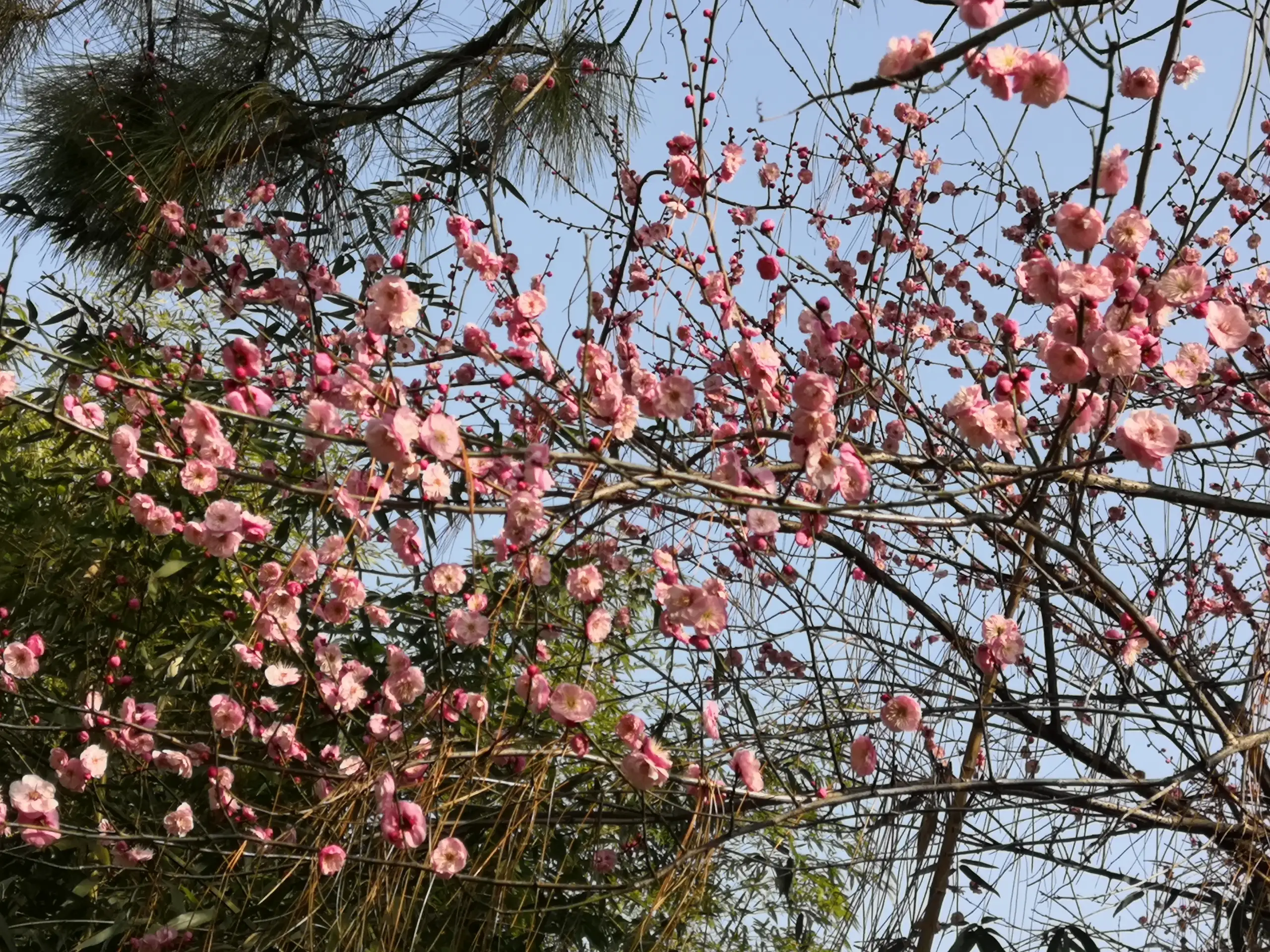 今日晨语 梅花香自苦寒来 或许我现在正面临着人生最大的艰难时刻 可是根本不是人们所说的最致暗的境地 不是最难熬的时光 不 天天看点