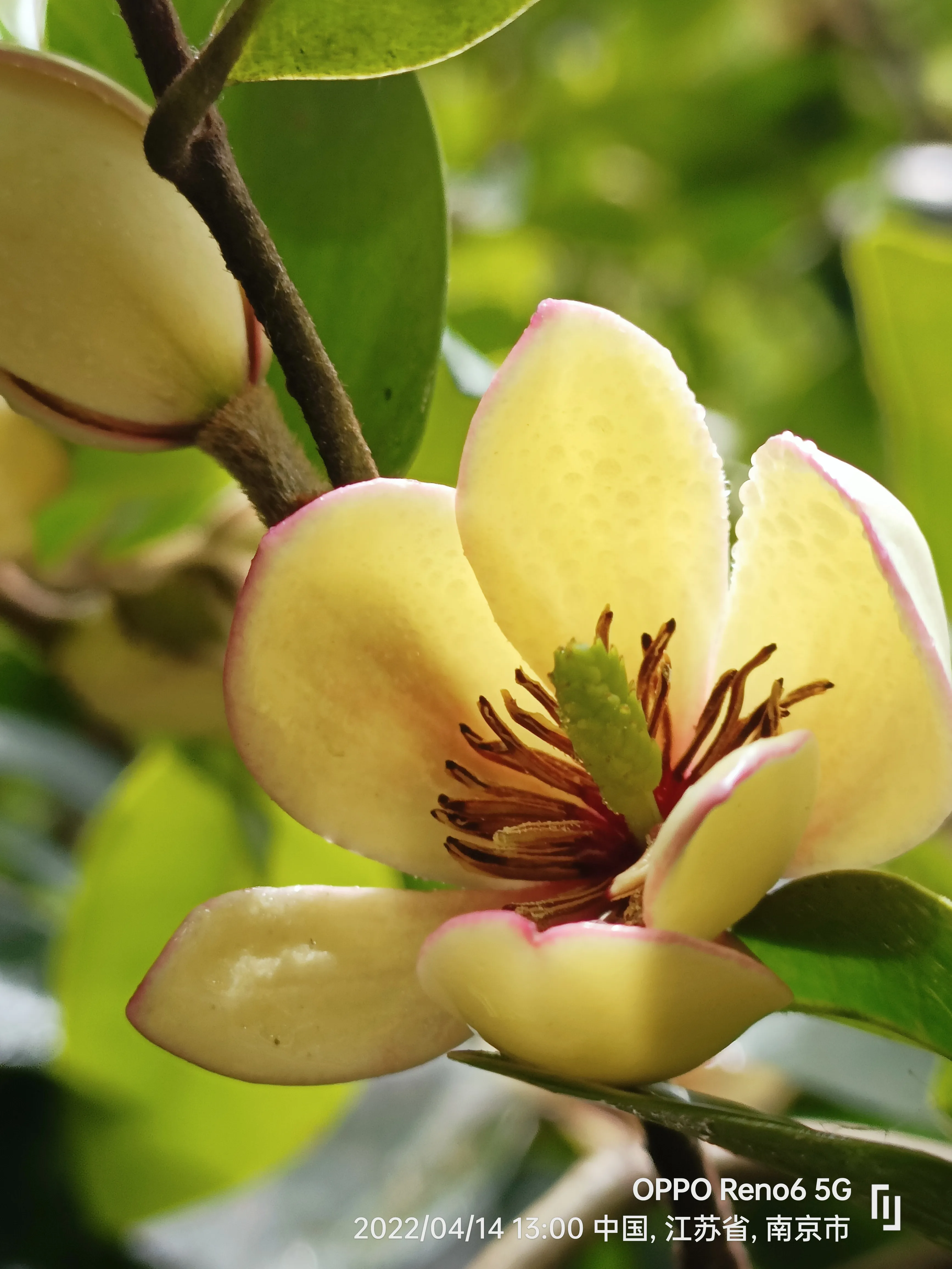 原創詩詞 情感美文 自由體詩 一颦一笑總是味春天的故事第二季 八十六 三詠含笑花馨香若蘭含笑梅 誰家嬌妹 清麗妩媚