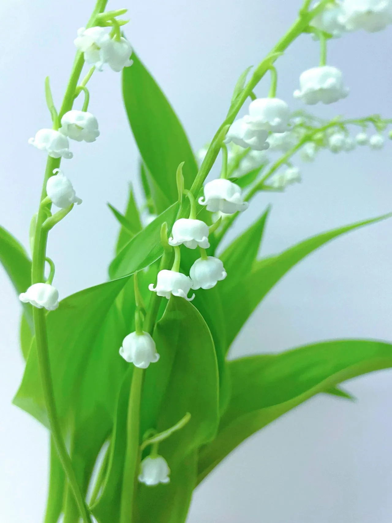 人人能科普 處處有新知 鈴蘭生幽谷 寶潔勝美玉 五月鈴蘭開 香味幽幽來 鈴蘭是山谷之花 是山谷精靈 它吸天地萬物之靈氣