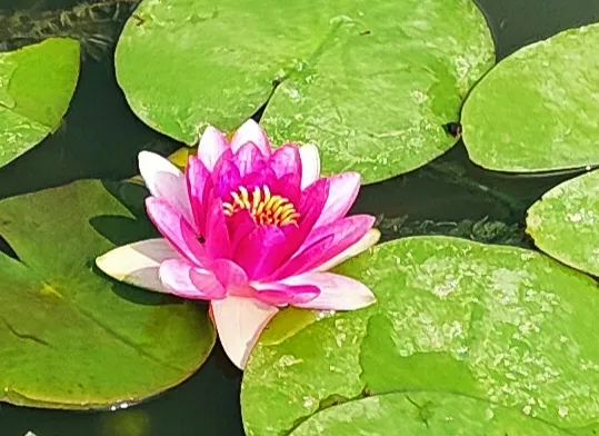 睡莲 这么漂亮的花朵为什么叫睡莲呢 睡莲又称子午莲 是水生花卉中名贵花卉 外型与荷花相似 不同的是荷花的叶子和花挺出水面