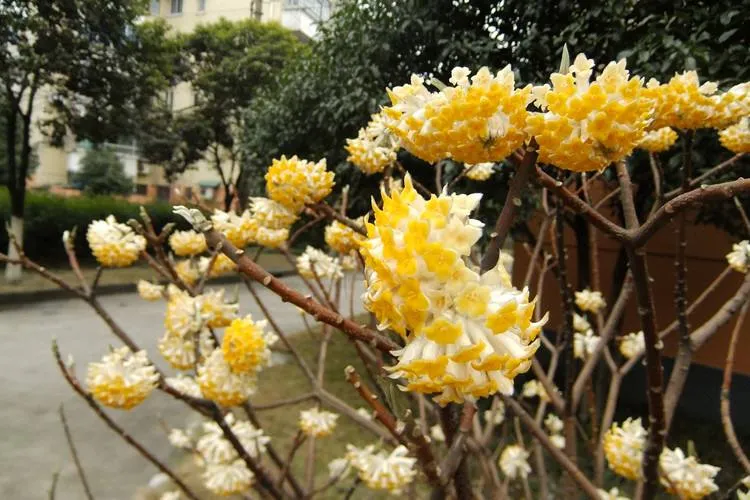 每日花语结香花的花语1 喜结连枝结香花的花语是喜结连枝 在我国结香花树又被称为爱情树 很多人相信在结香花树枝上打两个同向