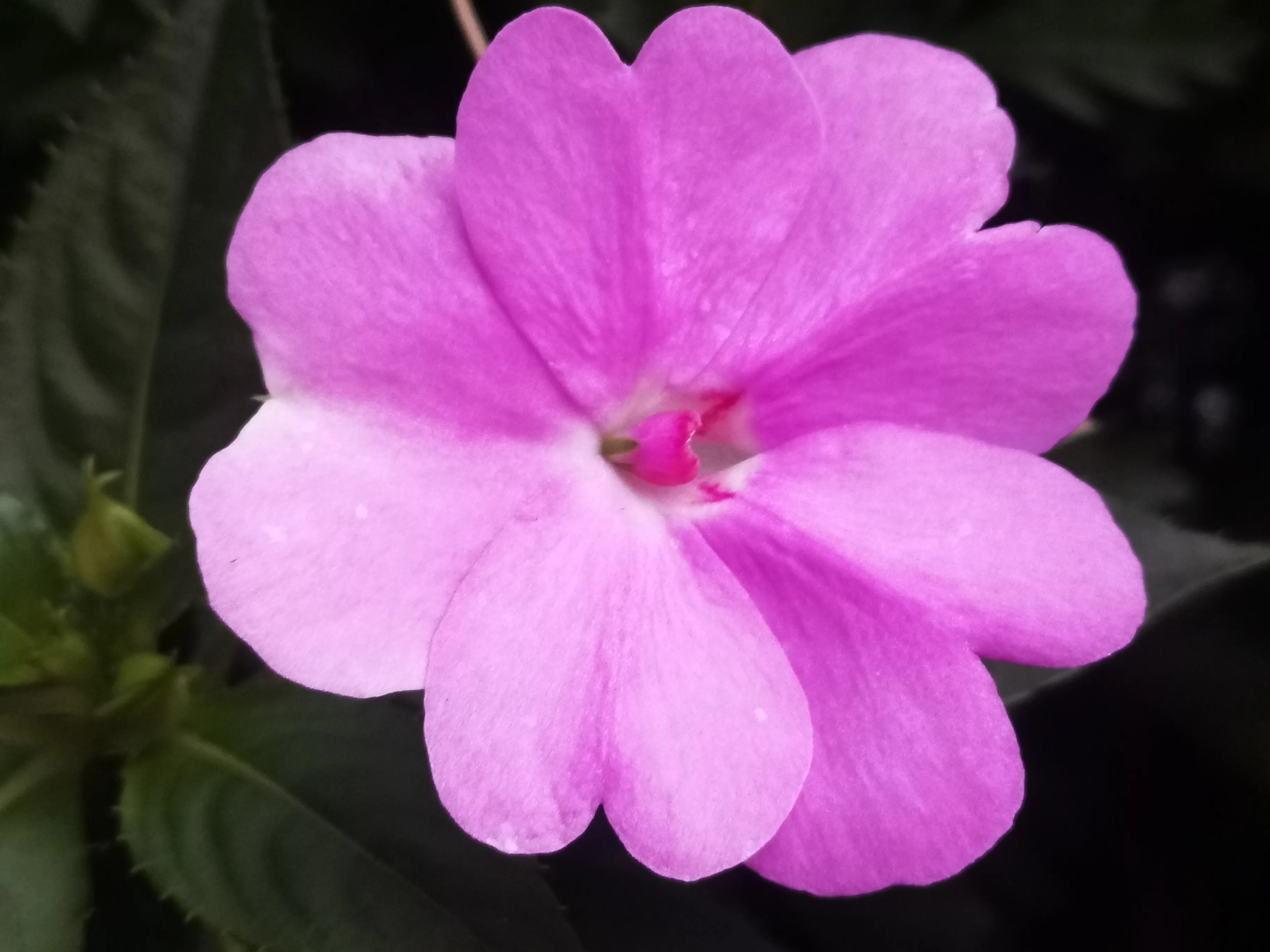 春日记 苏丹凤仙花娇妆细蕊凤仙红 炫酷花坛耀艳从 美色勾引来往客 迷情万种却随风 天天看点