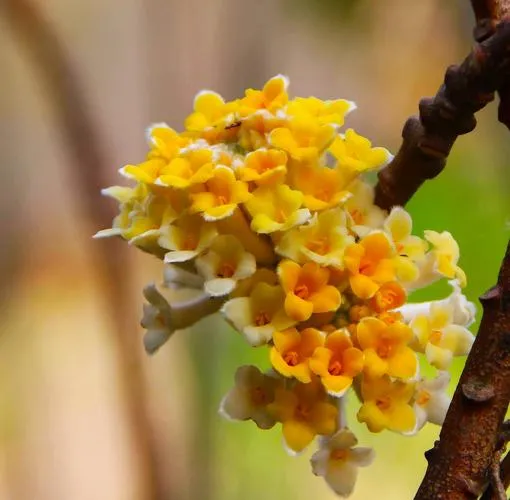 每日花语结香花的花语1 喜结连枝结香花的花语是喜结连枝 在我国结香花树又被称为爱情树 很多人相信在结香花树枝上打两个同向