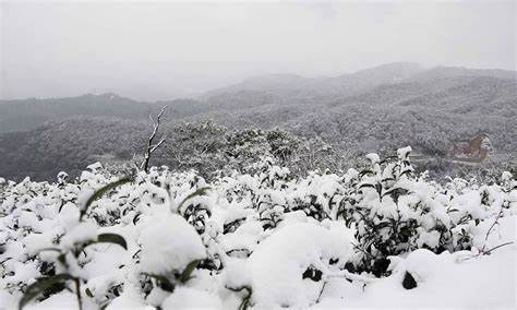 都到春季了还在下雪，今年的春茶开采会延迟吗？