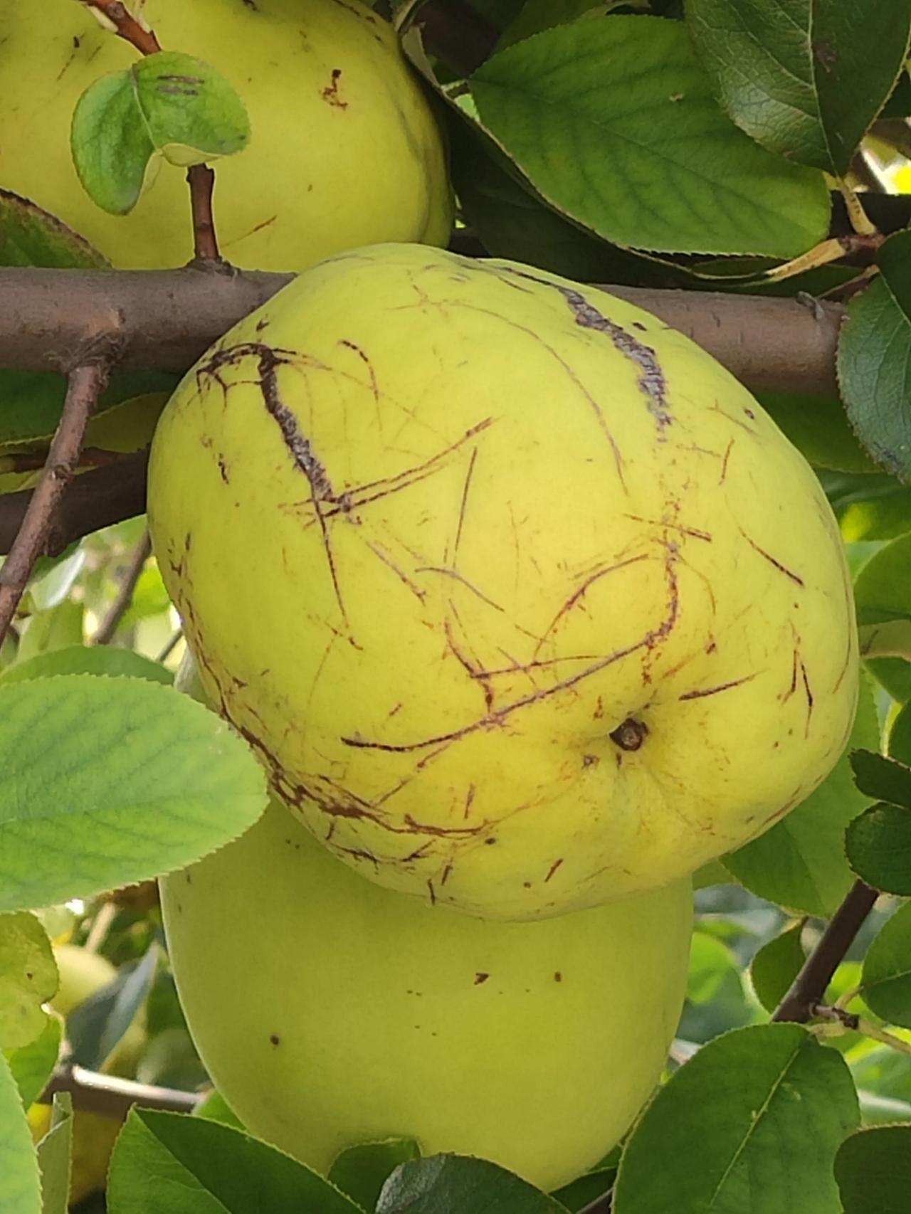 闻香木瓜成熟了很多都落地下了有知道这个东西的作用吗或者有什么价值