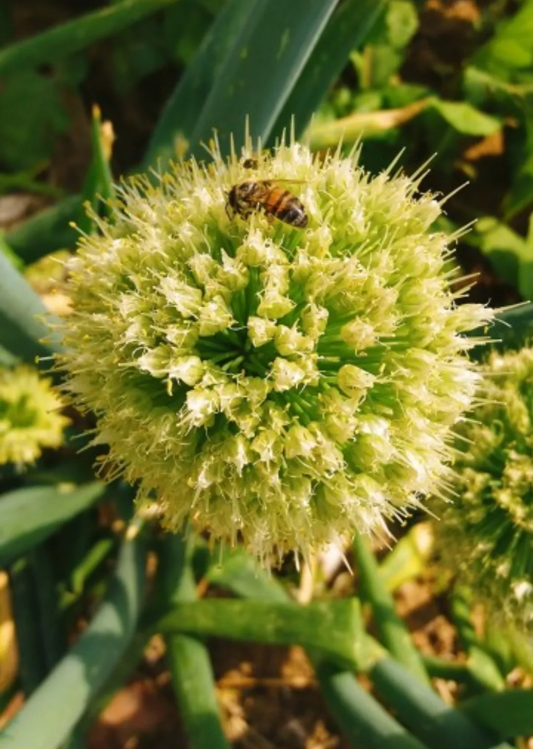 人人能科普 處處有新知 有一種花是滿天星棒棒糖 它就是大蔥花 它将近1000個花骨朵 花語是聰明 可愛 希望你是心裡有