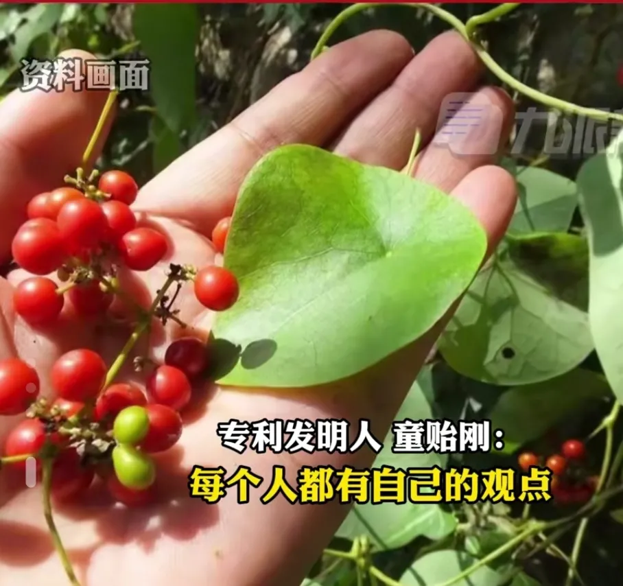 能治新冠？股票上演涨停局，千金藤4天内涨价近8倍！