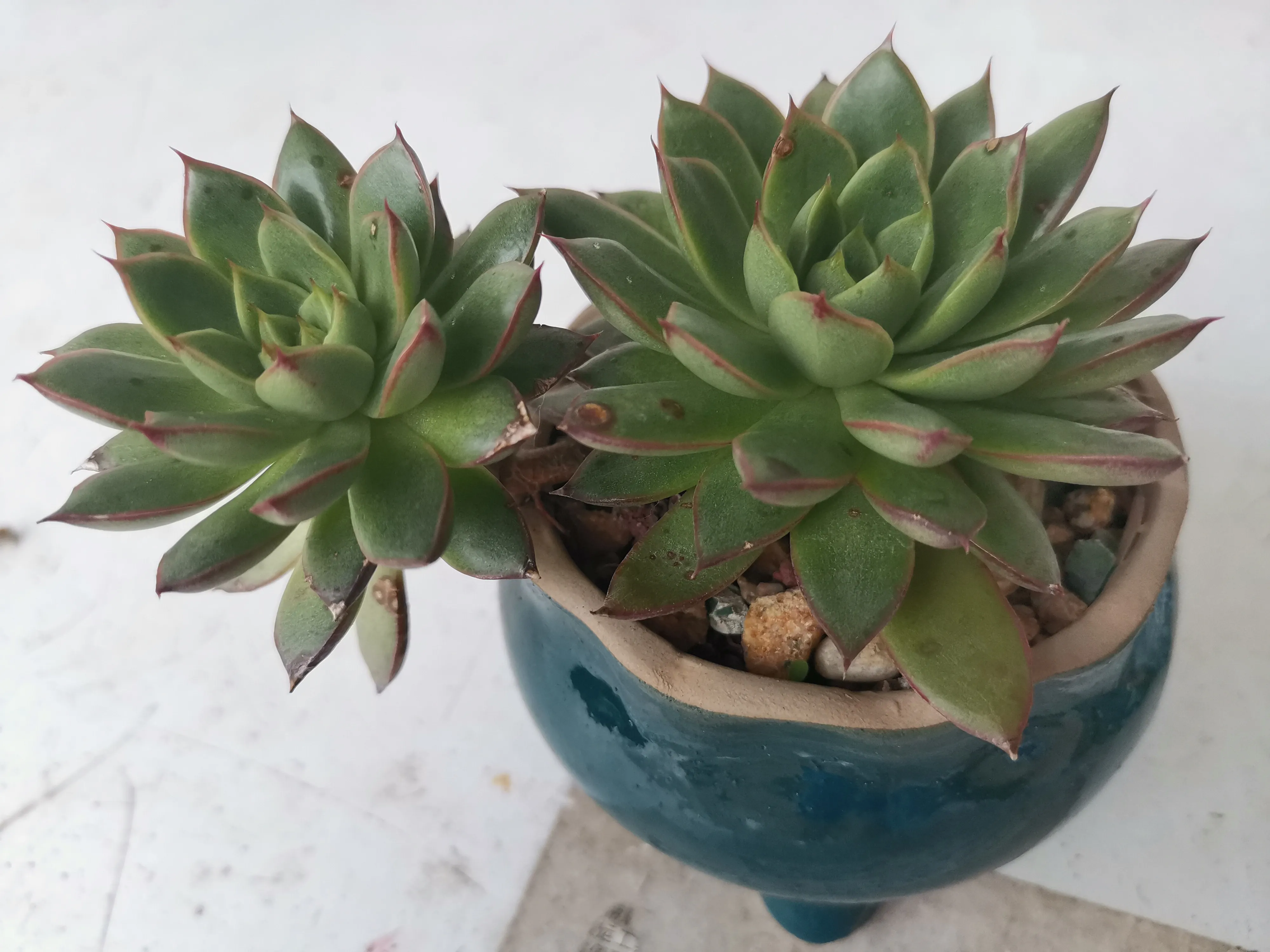 麒麟座多肉景天科拟石莲花属肉质草本开花植物 为星座系列多肉品种之一 株型相对其它多肉植物较大 和大和锦形态比较相似 株高