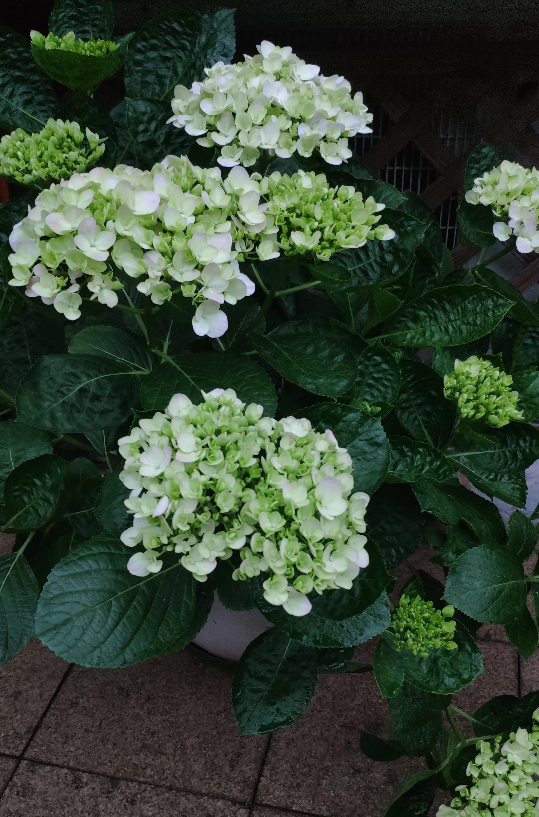 花 花园 我的草木时光 绣球花 五月夏浅春深浓绿凝脂花红争艳静坐于此方寸间感觉自己有点壕我有那么多绣球花二十盆 天天看点