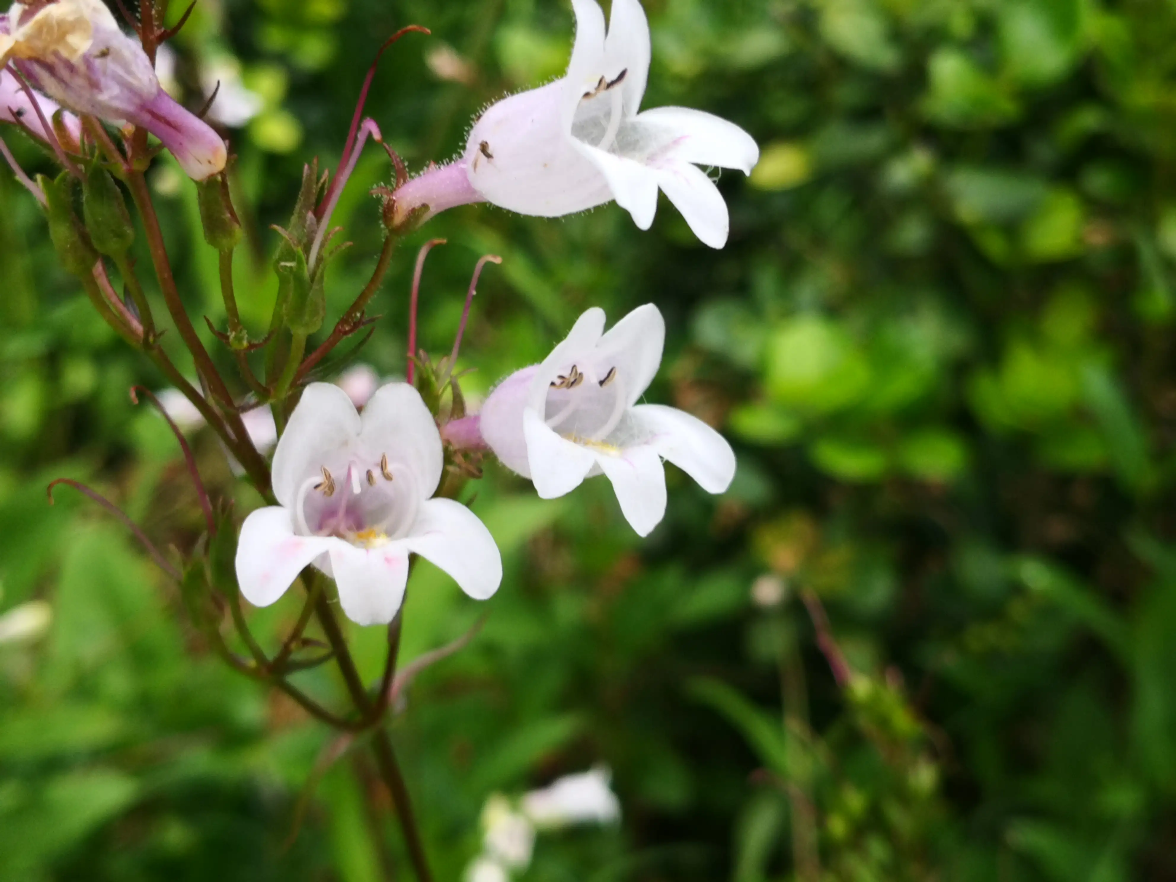 微距更精彩 映像 毛地黃釣鐘柳 樵夫繼續找尋奇花異草 毛地黃釣鐘柳 釣鐘柳屬多年生草本 株高60 100cm 全株被