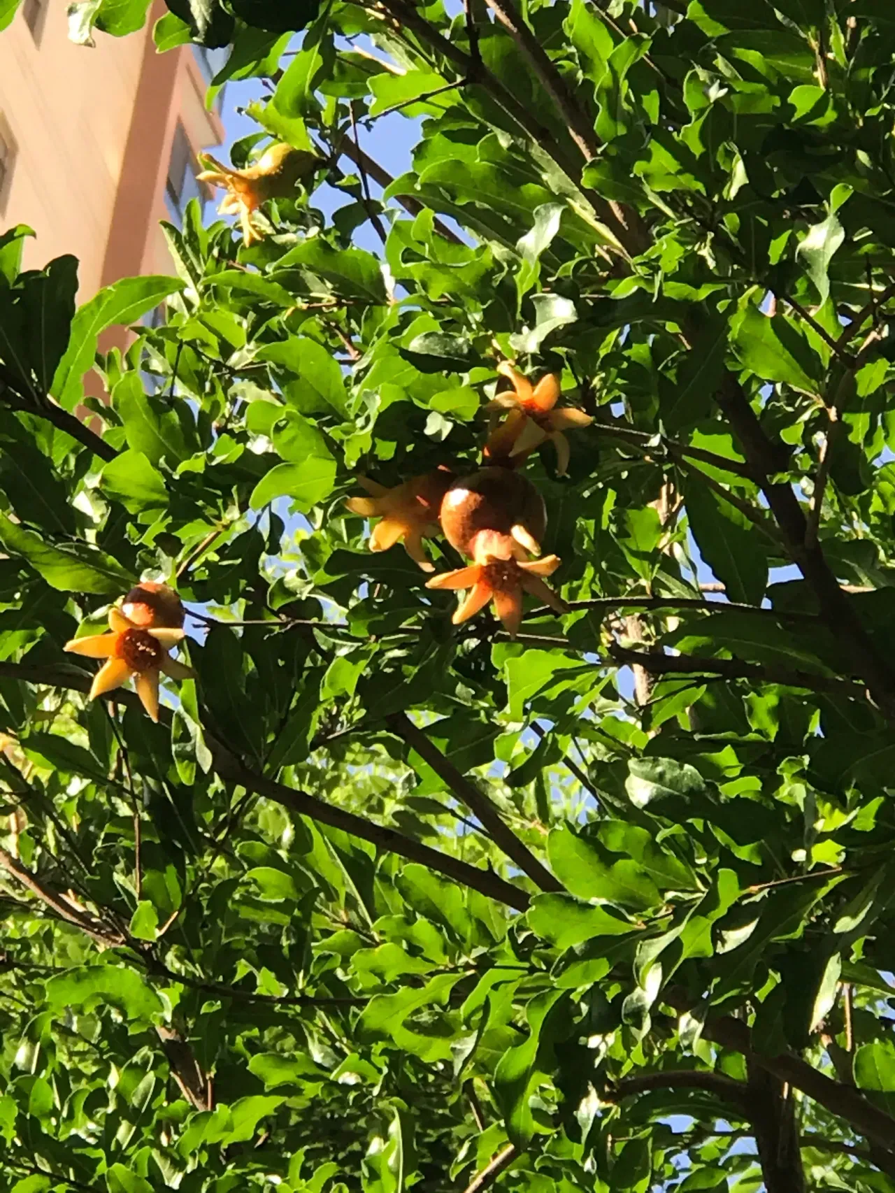 夏天的景色 石榴花落果变色 满树灯笼红似火 拍个照片给你看 盛夏果实秋获多 天天看点