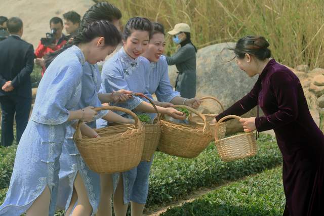 崂矿尊圃茶业长岭核心产区近海茶园开采 环游号